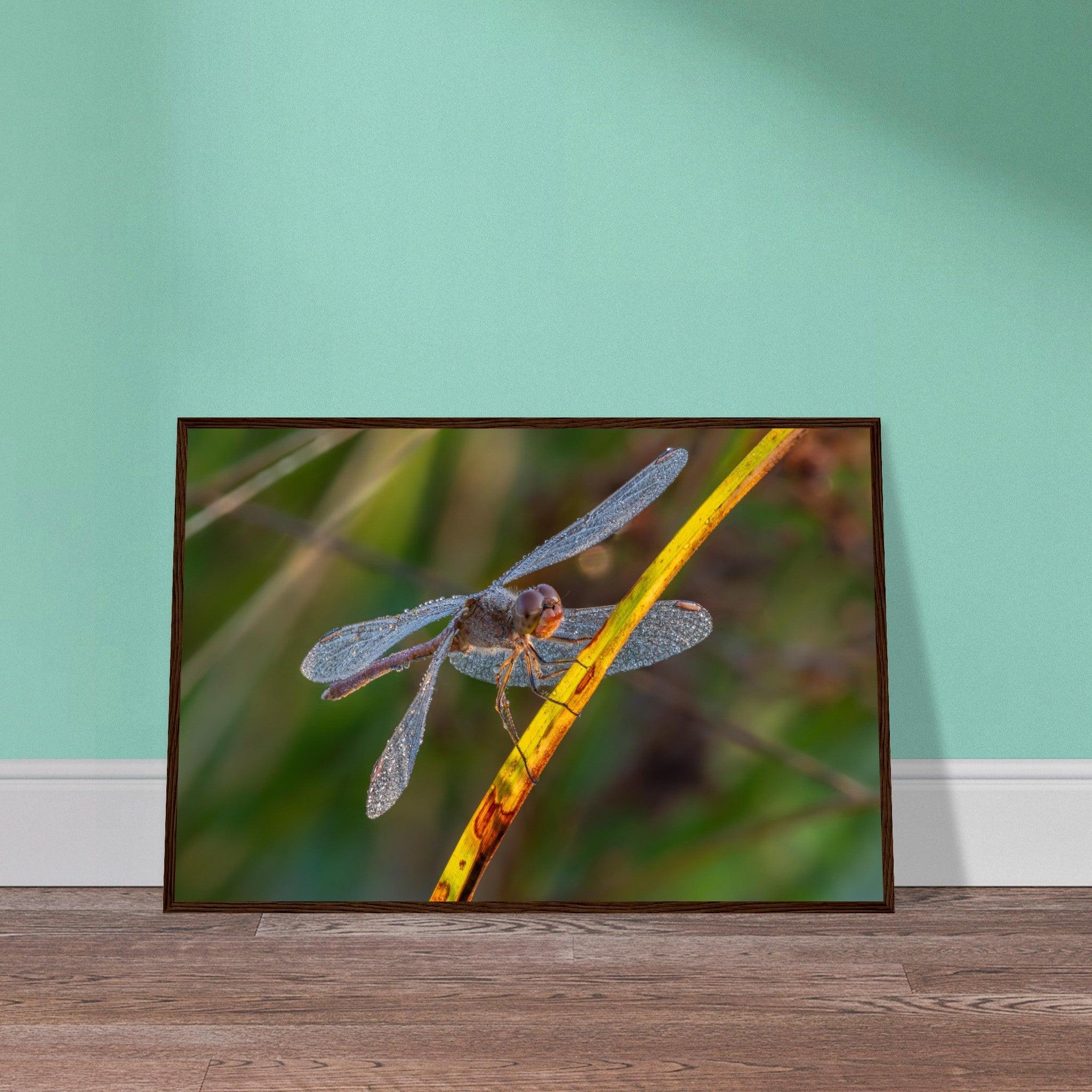 Blutrote Heidelibelle im frühen Morgenlicht - Printree.ch Auge, Blume, erstaunliche natur, Farbe, farbig, Fauna, Fliege, Frühling, grün, im Freien, Insekt, Käfer, Macro, Makro, Nahaufnahme, Natur, Naturschönheit, natürlich, Pflanze, schön, Sommer, Tierwelt, Tilmann Schnyder, Umwelt, wild, Wildtiere