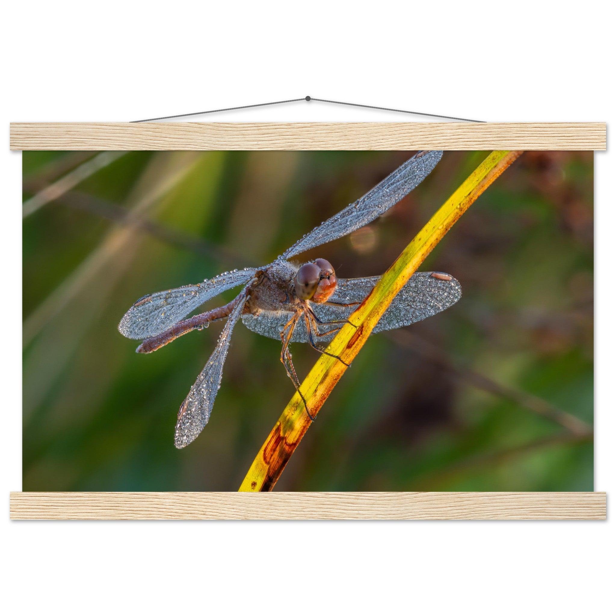 Blutrote Heidelibelle im frühen Morgenlicht - Printree.ch Auge, Blume, erstaunliche natur, Farbe, farbig, Fauna, Fliege, Frühling, grün, im Freien, Insekt, Käfer, Macro, Makro, Nahaufnahme, Natur, Naturschönheit, natürlich, Pflanze, schön, Sommer, Tierwelt, Tilmann Schnyder, Umwelt, wild, Wildtiere