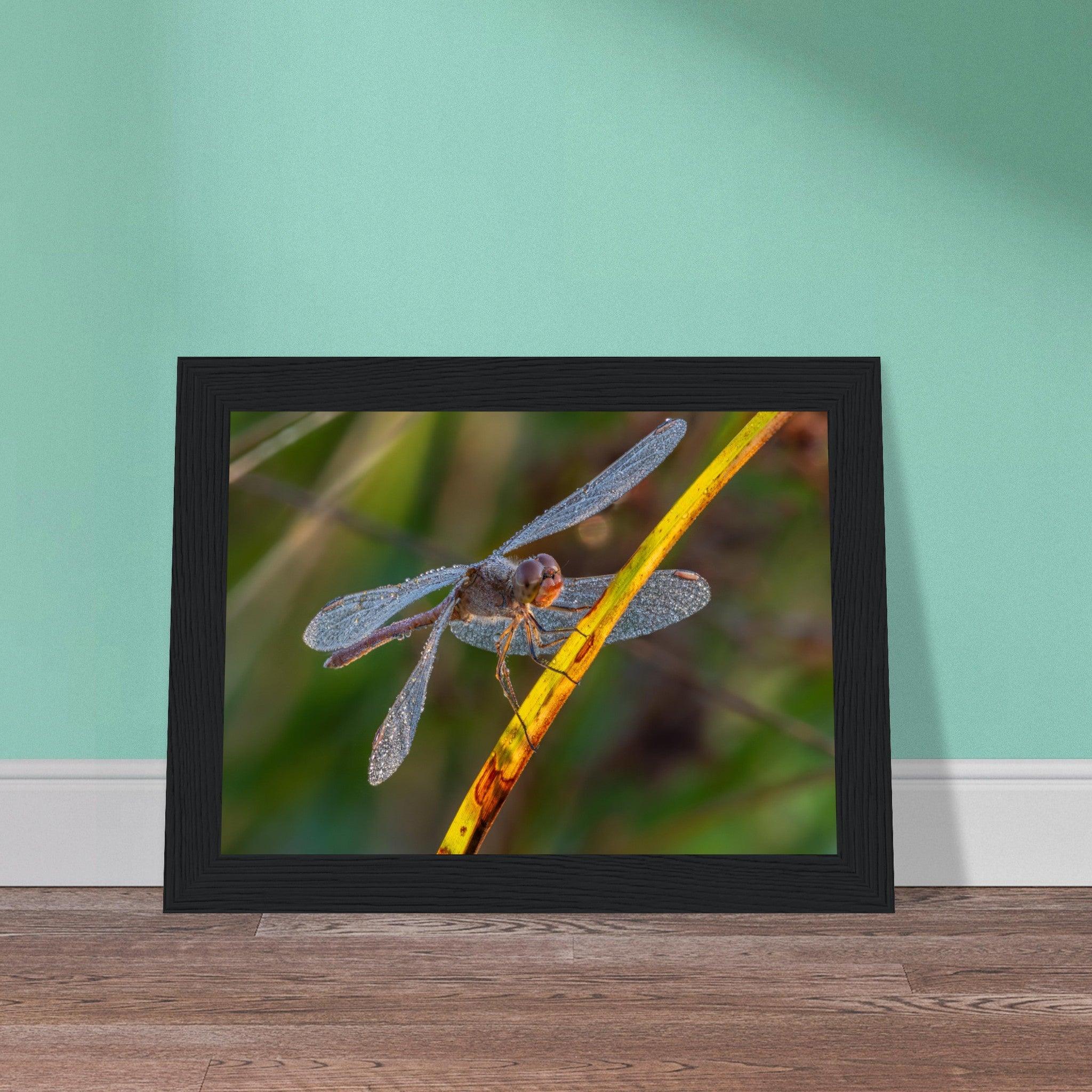 Blutrote Heidelibelle im frühen Morgenlicht - Printree.ch Auge, Blume, erstaunliche natur, Farbe, farbig, Fauna, Fliege, Frühling, grün, im Freien, Insekt, Käfer, Macro, Makro, Nahaufnahme, Natur, Naturschönheit, natürlich, Pflanze, schön, Sommer, Tierwelt, Tilmann Schnyder, Umwelt, wild, Wildtiere