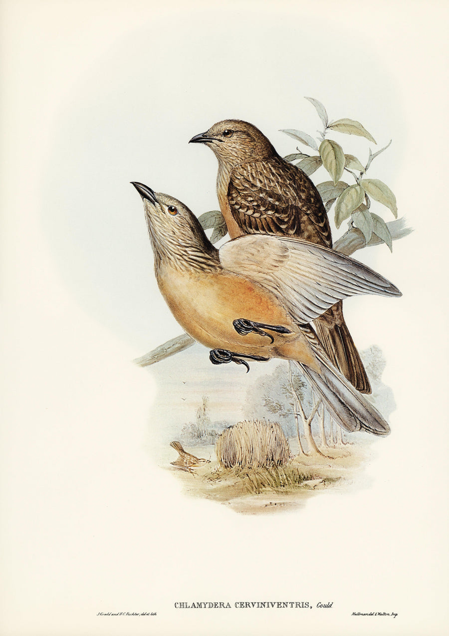 Braunbauch-Laubenvogel (Chlamydera cerviniventris) - Printree.ch farbenfroh, handgezeichnet, john gould, Ornithologie, Poster, Singvogel, vintage, Vogel