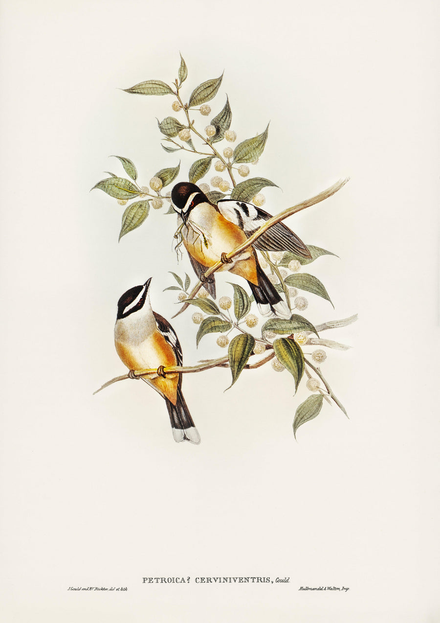 Braunes Rotkehlchen (Petroica cerviniventris), illustriert von Elizabeth Gould .jpg - Printree.ch farbenfroh, handgezeichnet, john gould, Ornithologie, Poster, Singvogel, vintage, Vogel