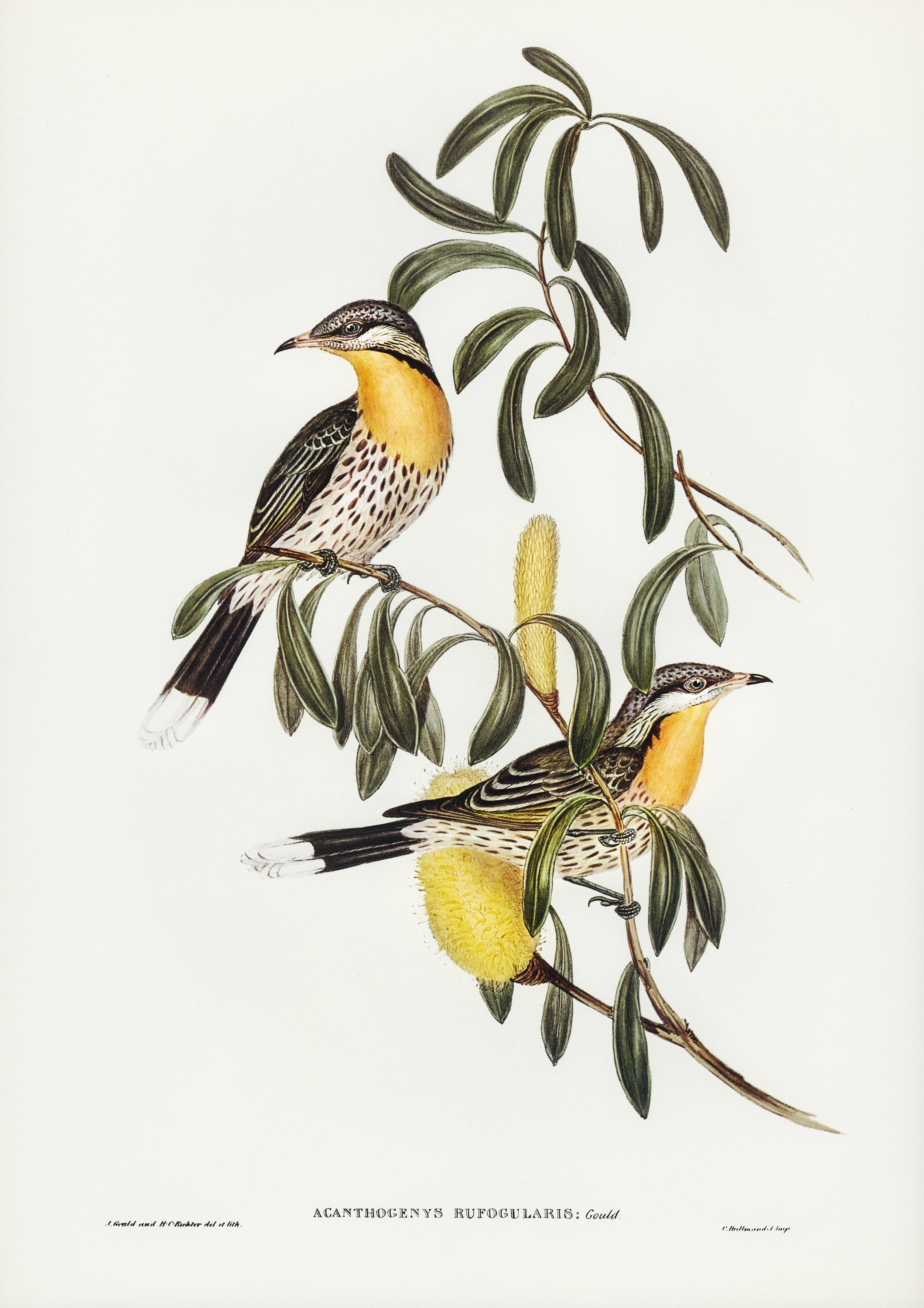 Braunkehl-Honigfresser Acanthagenys rufogularis - Printree.ch farbenfroh, handgezeichnet, john gould, Ornithologie, Poster, Singvogel, vintage, Vogel