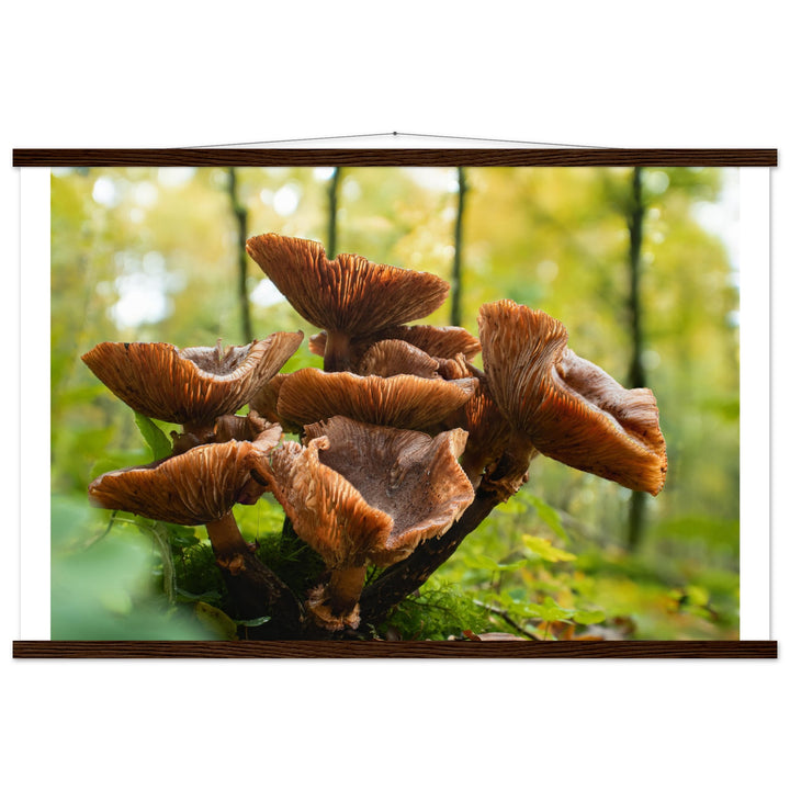 Autumnal splendor: mushroom clusters in daylight