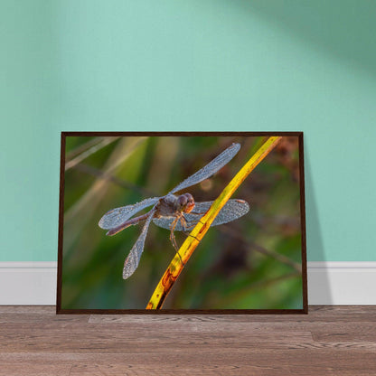 Blutrote Heidelibelle im frühen Morgenlicht - Printree.ch Auge, Blume, erstaunliche natur, Farbe, farbig, Fauna, Fliege, Frühling, grün, im Freien, Insekt, Käfer, Macro, Makro, Nahaufnahme, Natur, Naturschönheit, natürlich, Pflanze, schön, Sommer, Tierwelt, Tilmann Schnyder, Umwelt, wild, Wildtiere