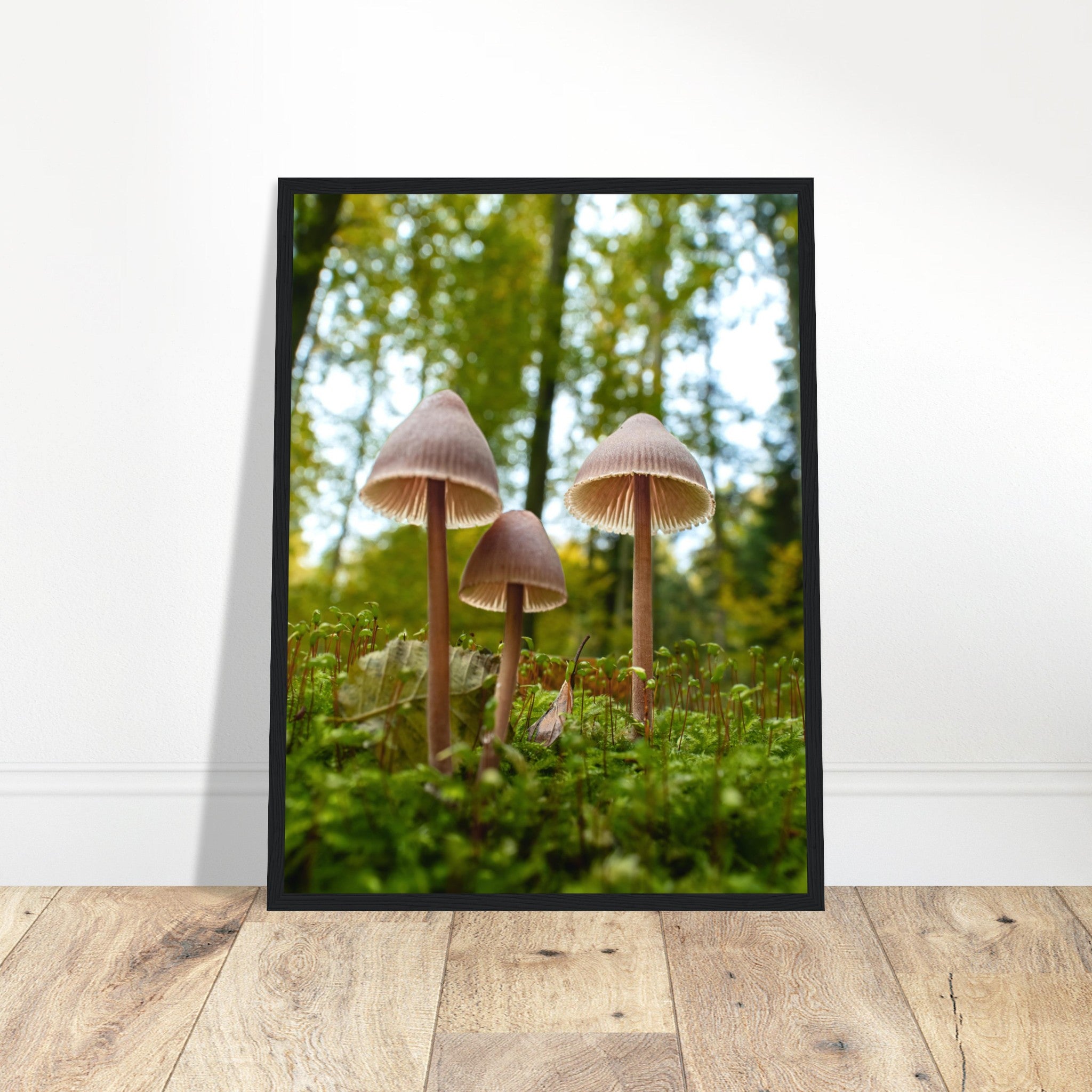 Forest whispers: mushroom family in autumn light