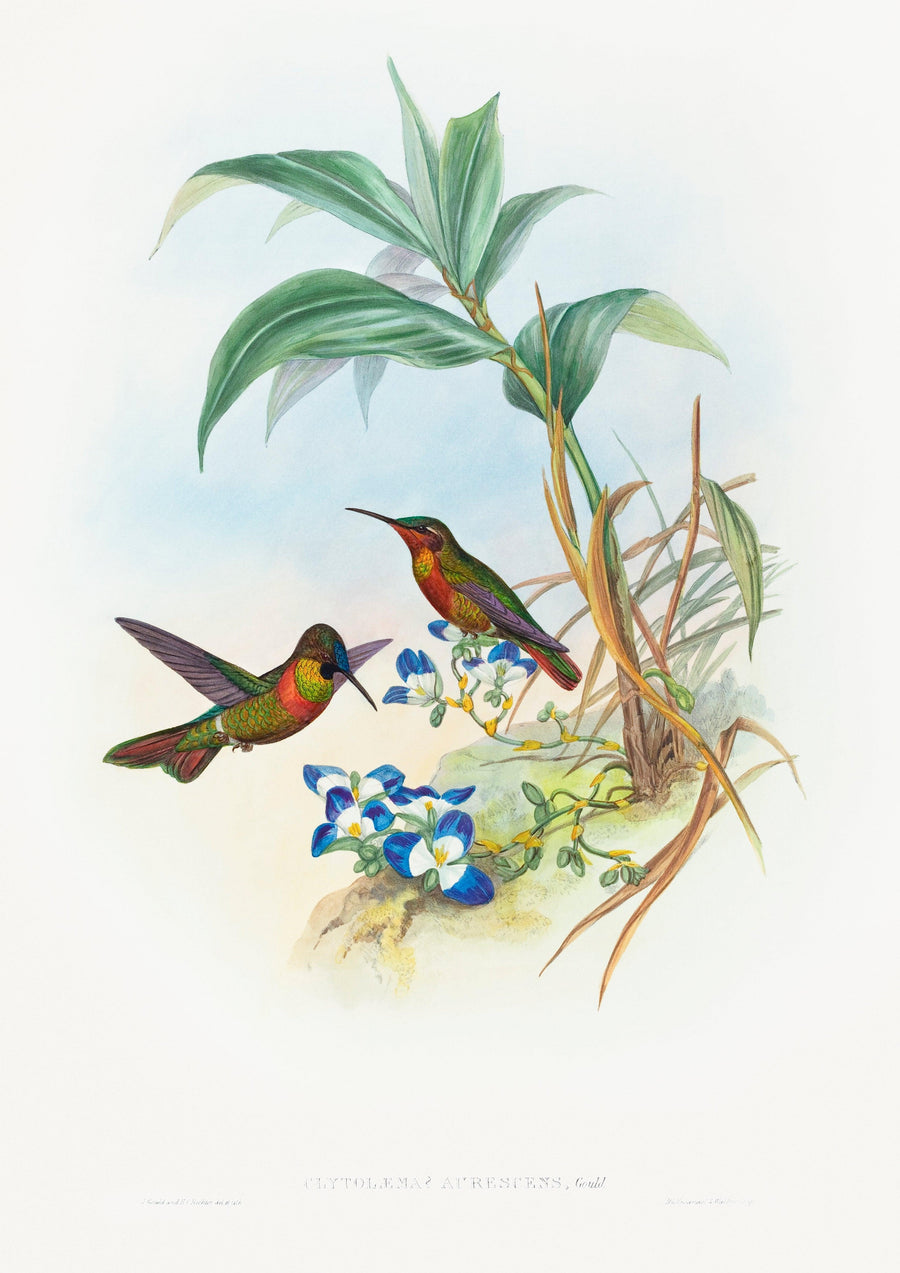 Clytolaema aurescens (Gebänderter Rubin oder Goulds Rubin) - Printree.ch farbenfroh, handgezeichnet, john gould, Ornithologie, Poster, Singvogel, vintage, Vogel