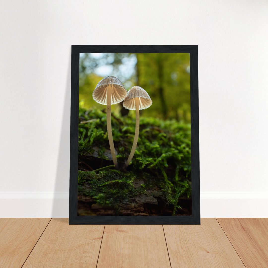 Siblings: Mushrooms on the forest floor