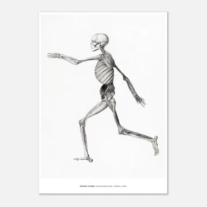 "Human Skeleton, Lateral View" von George Stubbs, Hochwertiger Kunstdruck,  21x29.7 cm / 8x12"-A3 (29.7 x 42  cm)-45x60 cm / 18x24″-50x70 cm / 20x28″-60x80 cm / 24x32″-70x100 cm / 28x40″,  Printree.ch