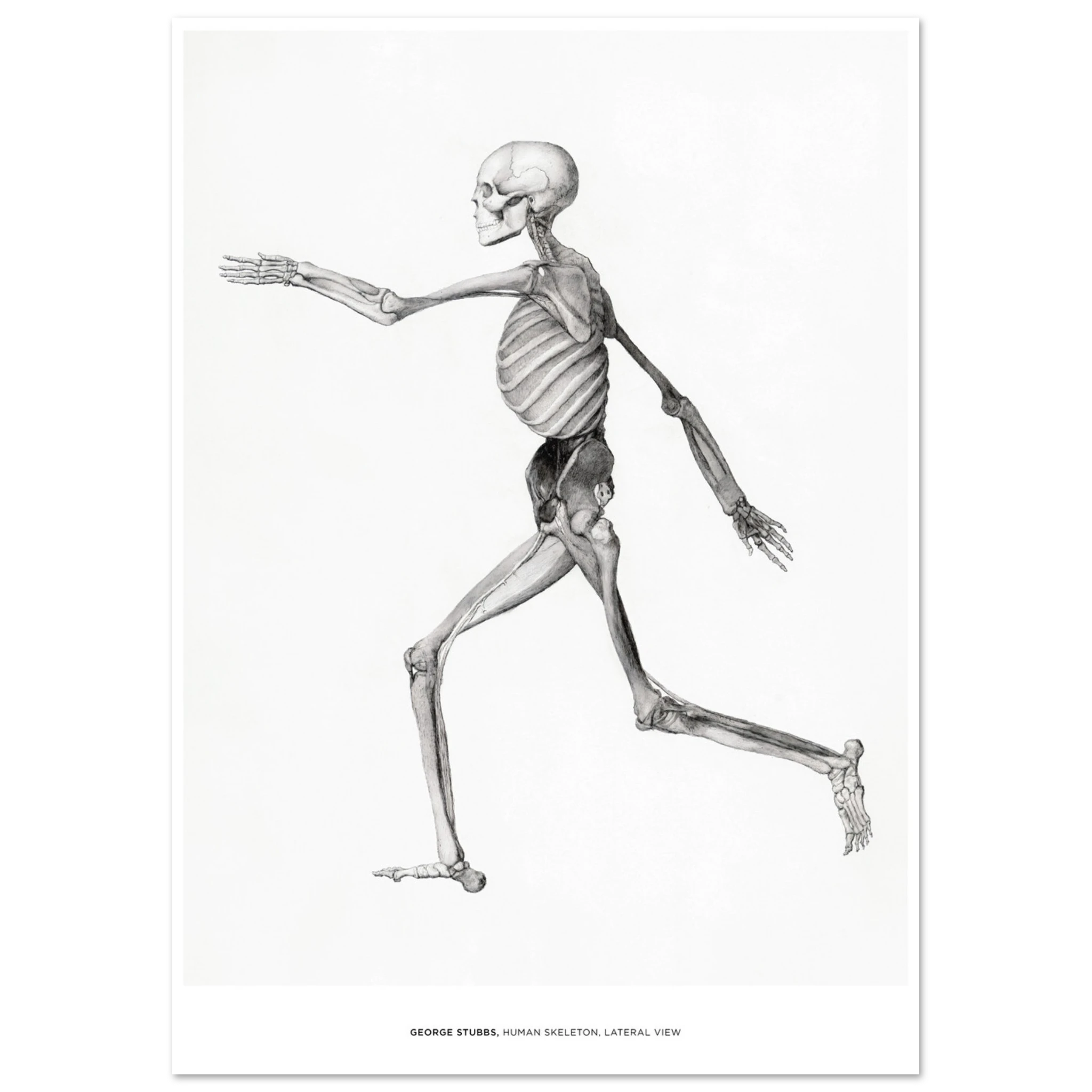 "Human Skeleton, Lateral View" von George Stubbs, Hochwertiger Kunstdruck,  21x29.7 cm / 8x12"-A3 (29.7 x 42  cm)-45x60 cm / 18x24″-50x70 cm / 20x28″-60x80 cm / 24x32″-70x100 cm / 28x40″,  Printree.ch