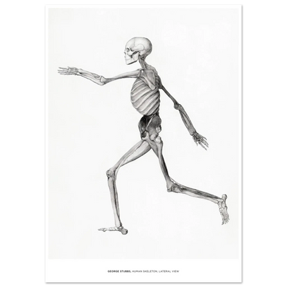 "Human Skeleton, Lateral View" von George Stubbs, Hochwertiger Kunstdruck,  21x29.7 cm / 8x12"-A3 (29.7 x 42  cm)-45x60 cm / 18x24″-50x70 cm / 20x28″-60x80 cm / 24x32″-70x100 cm / 28x40″,  Printree.ch