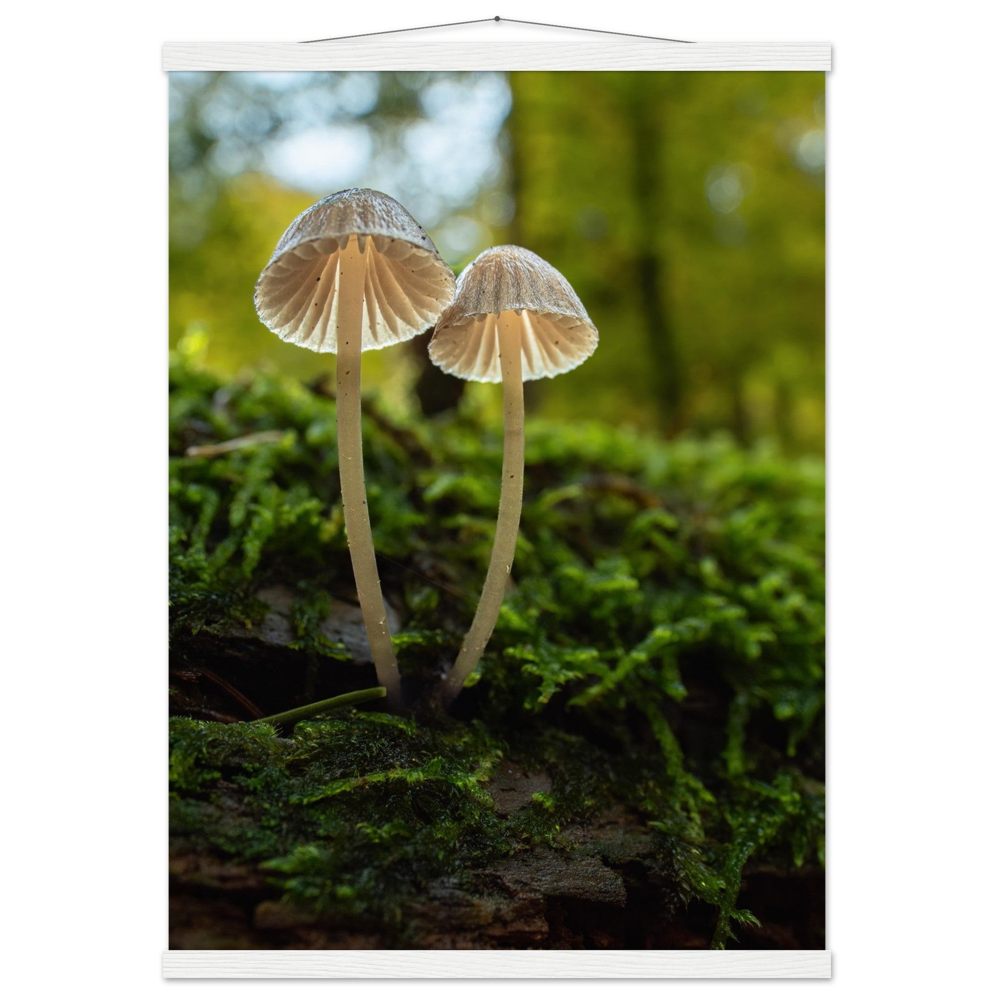 Siblings: Mushrooms on the forest floor