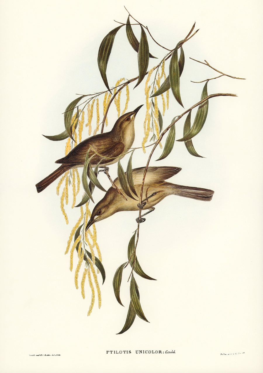 Einheitlicher Honigfresser (Ptilotis unicolor), illustriert von Elizabeth Gould - Printree.ch farbenfroh, handgezeichnet, john gould, Ornithologie, Poster, Singvogel, vintage, Vogel