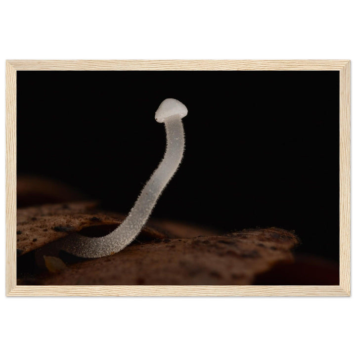 Einzelner Pilz in der Stille - Printree.ch Foto, Fotografie, Makro, Makrofotografie, Martin_Reichenbach, Natur, pilz, wald, Waldgebiet