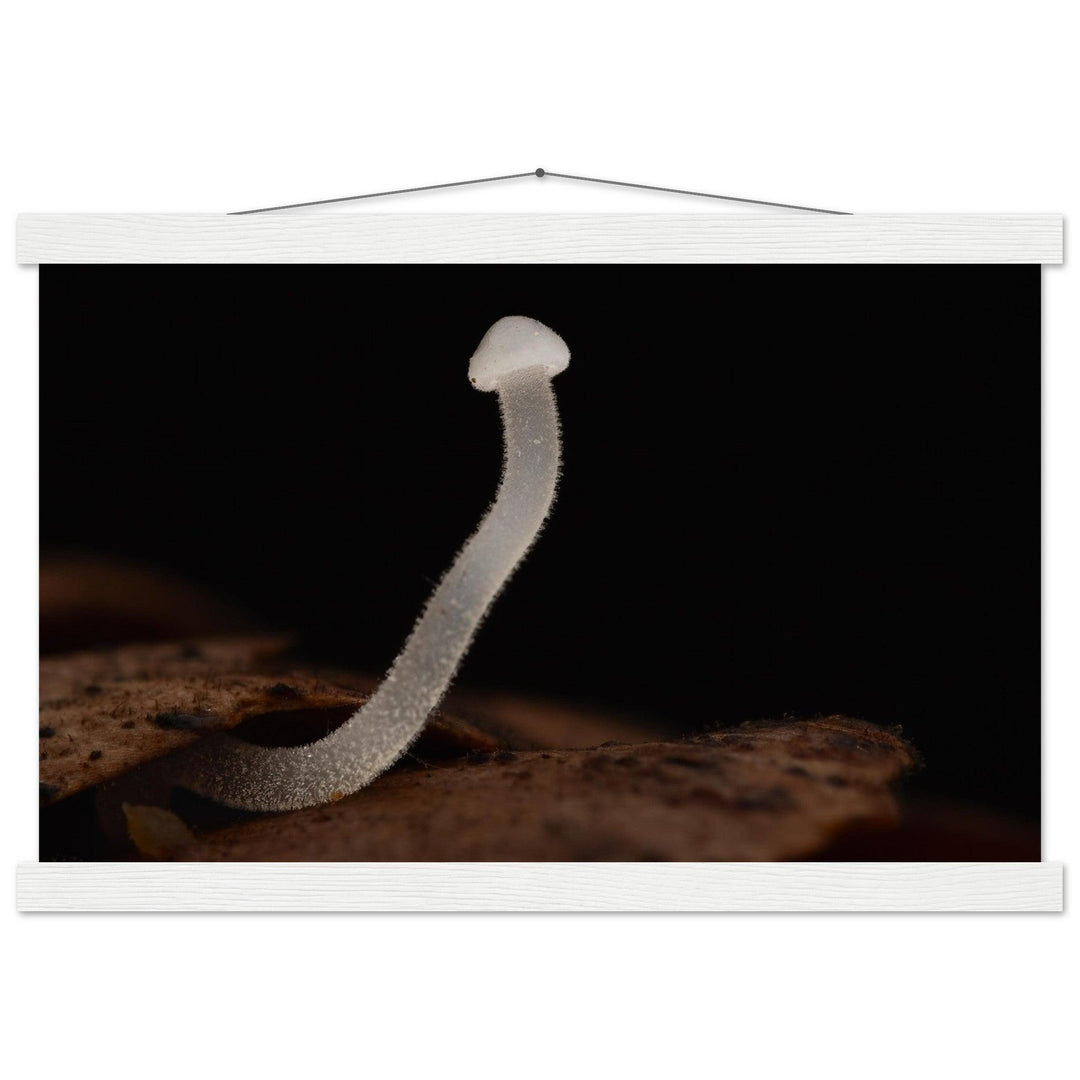 Einzelner Pilz in der Stille - Printree.ch Foto, Fotografie, Makro, Makrofotografie, Martin_Reichenbach, Natur, pilz, wald, Waldgebiet