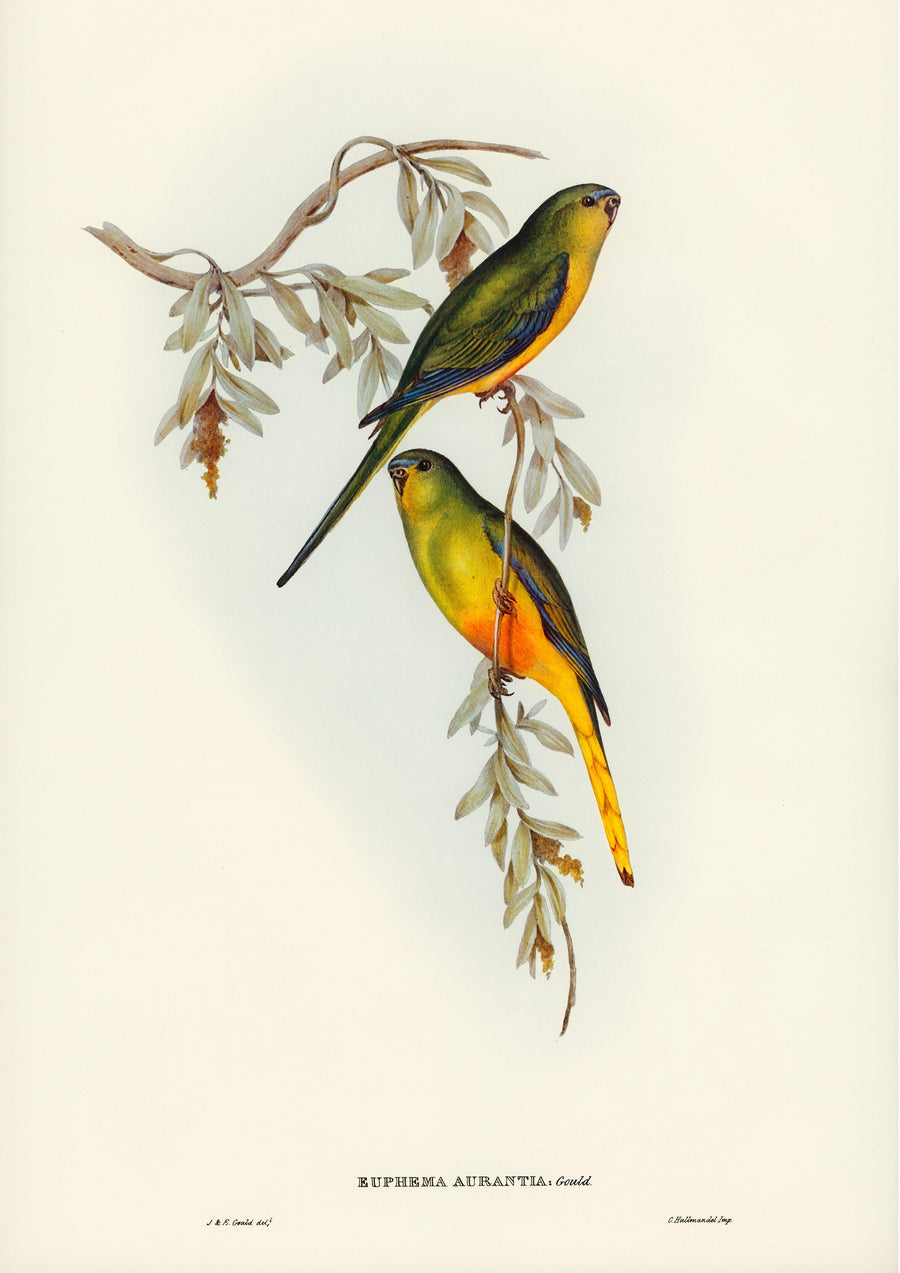 Euphema Aurantia, Orangebauchgrassittich - Printree.ch farbenfroh, handgezeichnet, john gould, Ornithologie, Poster, Singvogel, vintage, Vogel