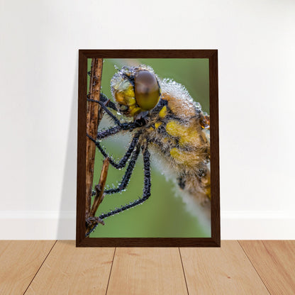 Dewy four-spotted dragonfly