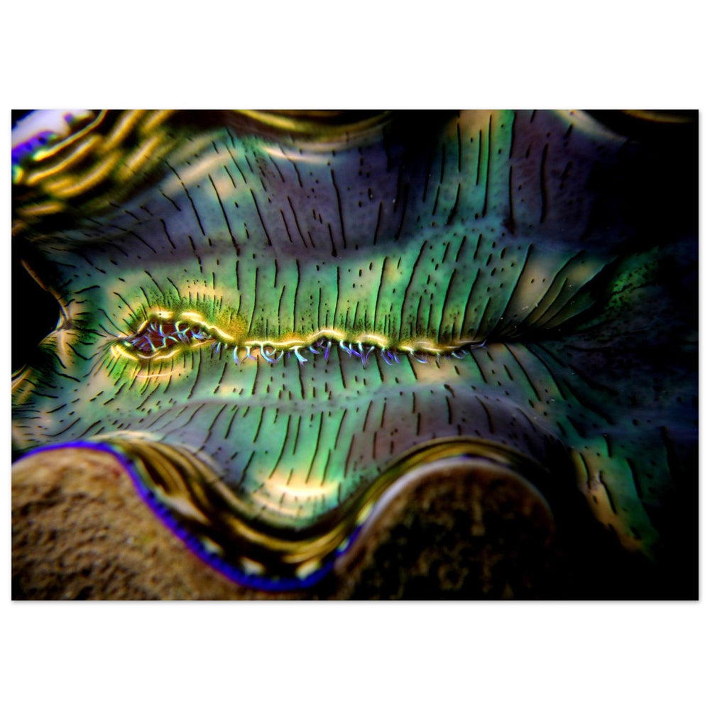 Farbenpracht der Tiefsee: Große Muschel in Palau - Printree.ch Fisch, Foto, Fotografie, meer, Meereslandschaft, ozean, SABRINA SIGNER, Unterwasserwelt