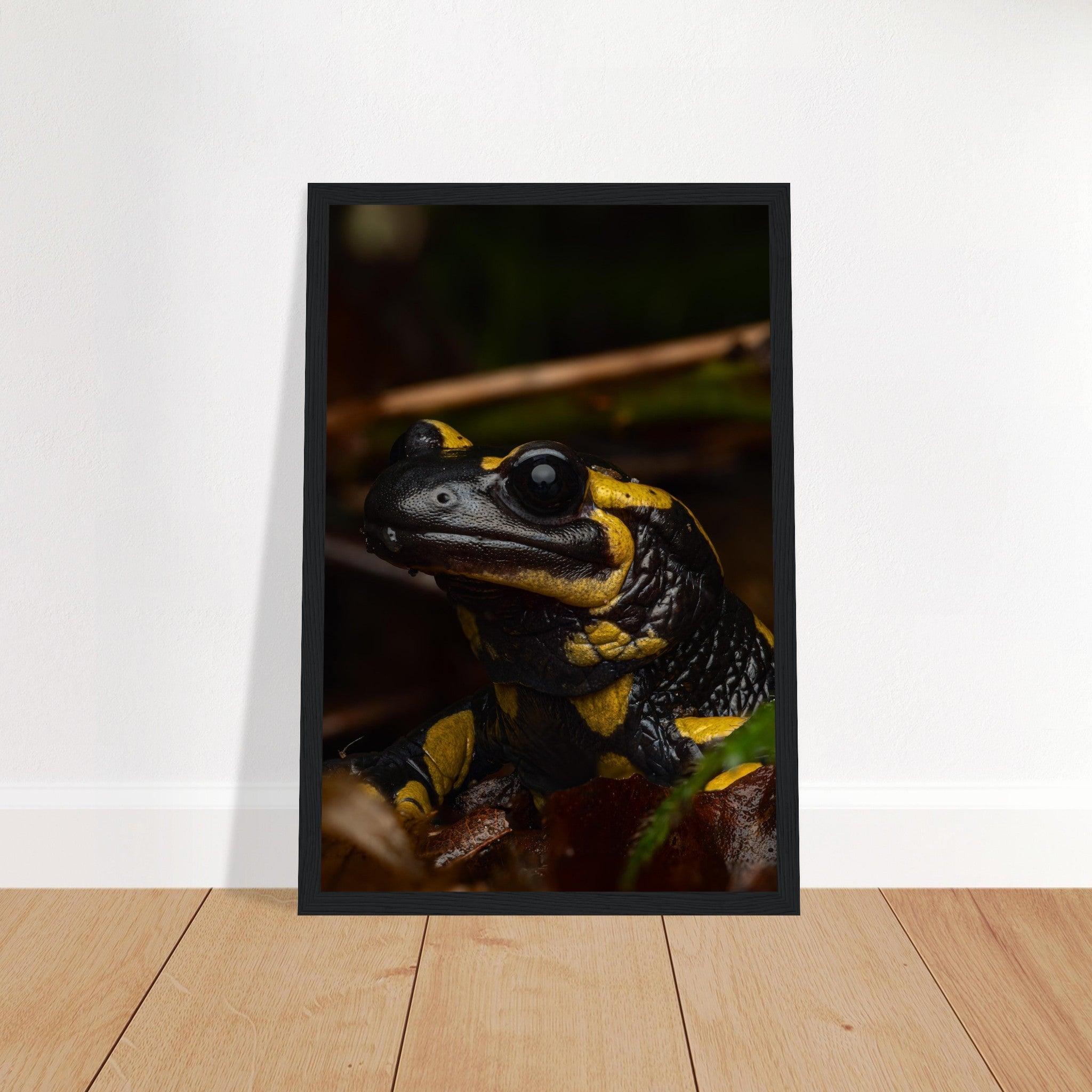 Feuersalamander - Printree.ch Auge, Blume, Farbe, farbig, Fauna, Fliege, Frühling, grün, im Freien, Insekt, Käfer, Makro, Martin_Reichenbach, Nahaufnahme, Natur, natürlich, Pflanze, schön, Sommer, Tierwelt, Umwelt, wild