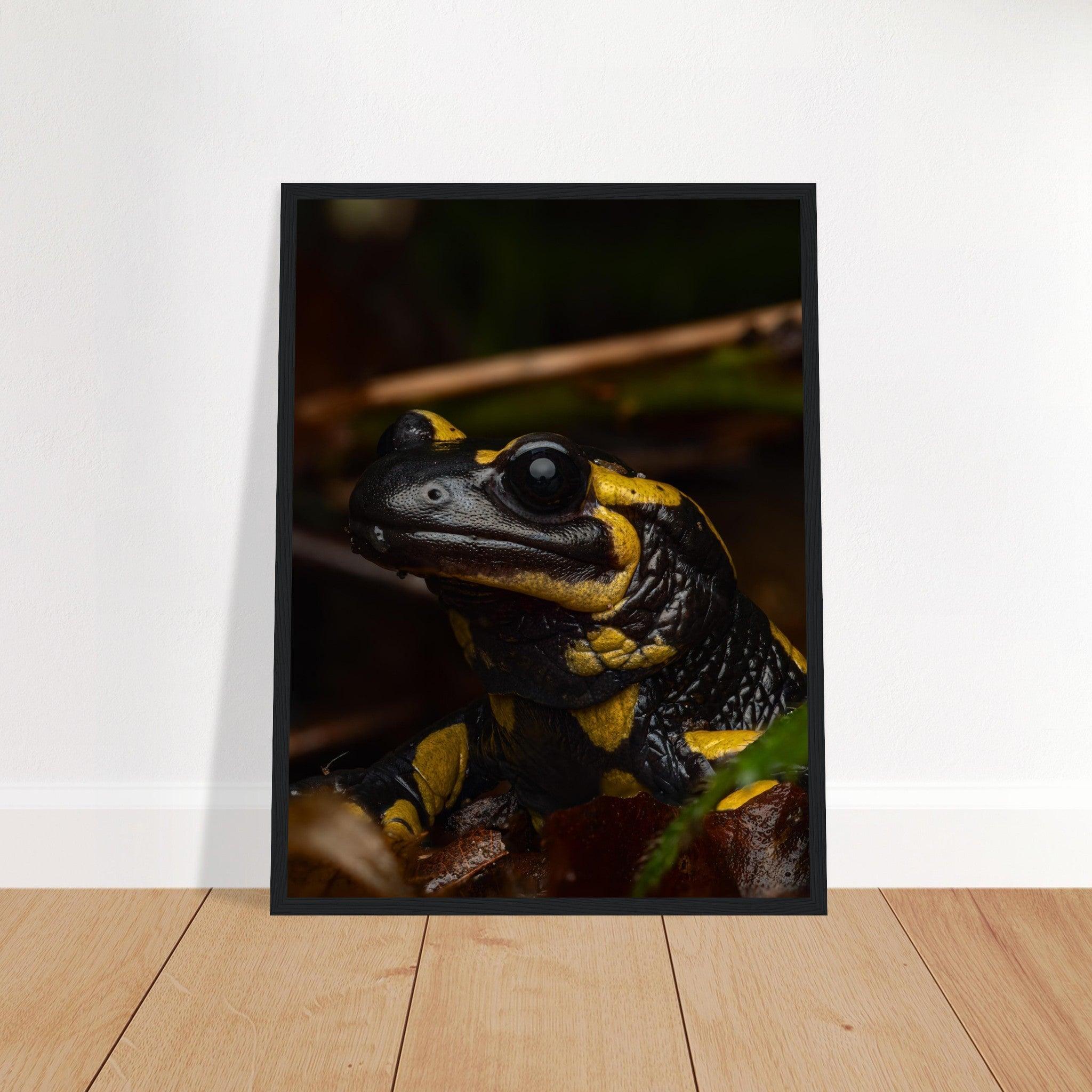 Feuersalamander - Printree.ch Auge, Blume, Farbe, farbig, Fauna, Fliege, Frühling, grün, im Freien, Insekt, Käfer, Makro, Martin_Reichenbach, Nahaufnahme, Natur, natürlich, Pflanze, schön, Sommer, Tierwelt, Umwelt, wild