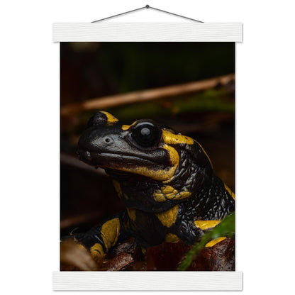 Feuersalamander - Printree.ch Auge, Blume, Farbe, farbig, Fauna, Fliege, Frühling, grün, im Freien, Insekt, Käfer, Makro, Martin_Reichenbach, Nahaufnahme, Natur, natürlich, Pflanze, schön, Sommer, Tierwelt, Umwelt, wild