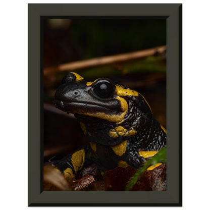 Feuersalamander - Printree.ch Auge, Blume, Farbe, farbig, Fauna, Fliege, Frühling, grün, im Freien, Insekt, Käfer, Makro, Martin_Reichenbach, Nahaufnahme, Natur, natürlich, Pflanze, schön, Sommer, Tierwelt, Umwelt, wild