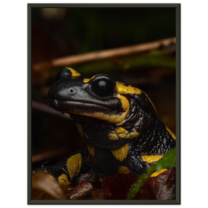 Feuersalamander - Printree.ch Auge, Blume, Farbe, farbig, Fauna, Fliege, Frühling, grün, im Freien, Insekt, Käfer, Makro, Martin_Reichenbach, Nahaufnahme, Natur, natürlich, Pflanze, schön, Sommer, Tierwelt, Umwelt, wild