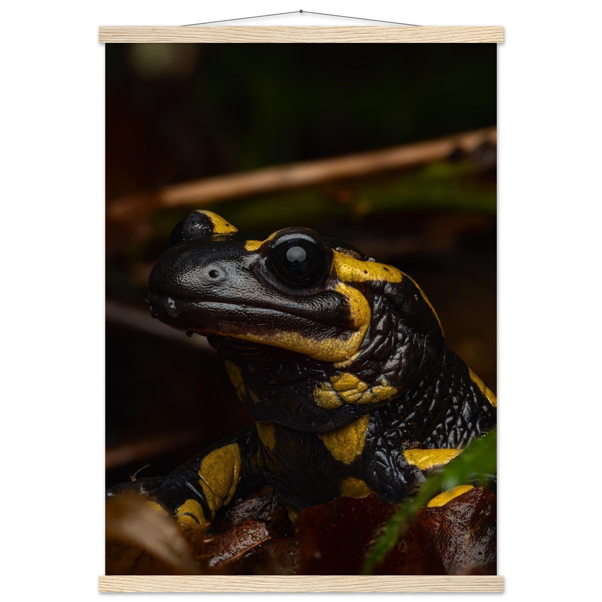 Feuersalamander - Printree.ch Auge, Blume, Farbe, farbig, Fauna, Fliege, Frühling, grün, im Freien, Insekt, Käfer, Makro, Martin_Reichenbach, Nahaufnahme, Natur, natürlich, Pflanze, schön, Sommer, Tierwelt, Umwelt, wild