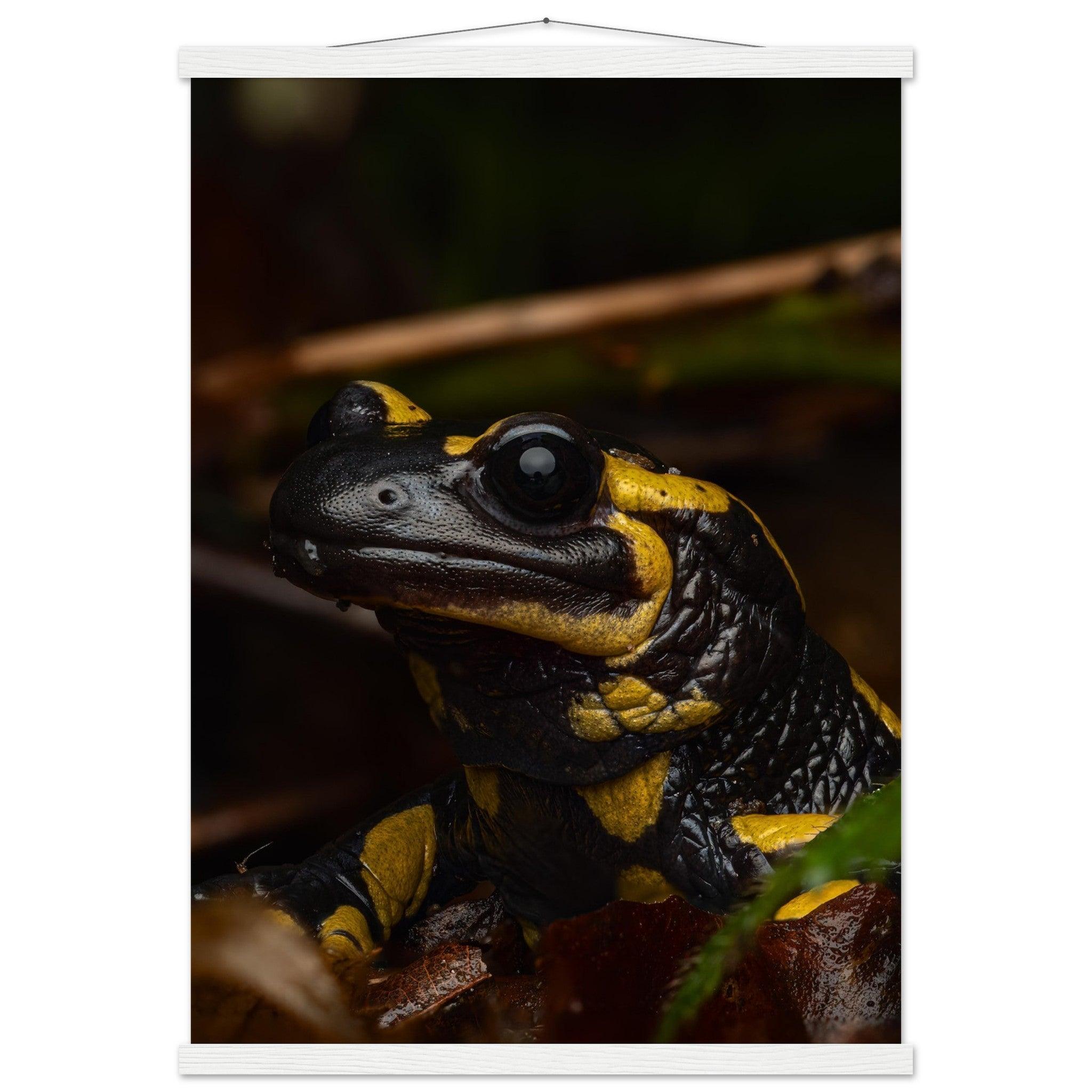 Feuersalamander - Printree.ch Auge, Blume, Farbe, farbig, Fauna, Fliege, Frühling, grün, im Freien, Insekt, Käfer, Makro, Martin_Reichenbach, Nahaufnahme, Natur, natürlich, Pflanze, schön, Sommer, Tierwelt, Umwelt, wild