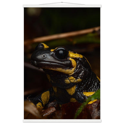 Feuersalamander - Printree.ch Auge, Blume, Farbe, farbig, Fauna, Fliege, Frühling, grün, im Freien, Insekt, Käfer, Makro, Martin_Reichenbach, Nahaufnahme, Natur, natürlich, Pflanze, schön, Sommer, Tierwelt, Umwelt, wild