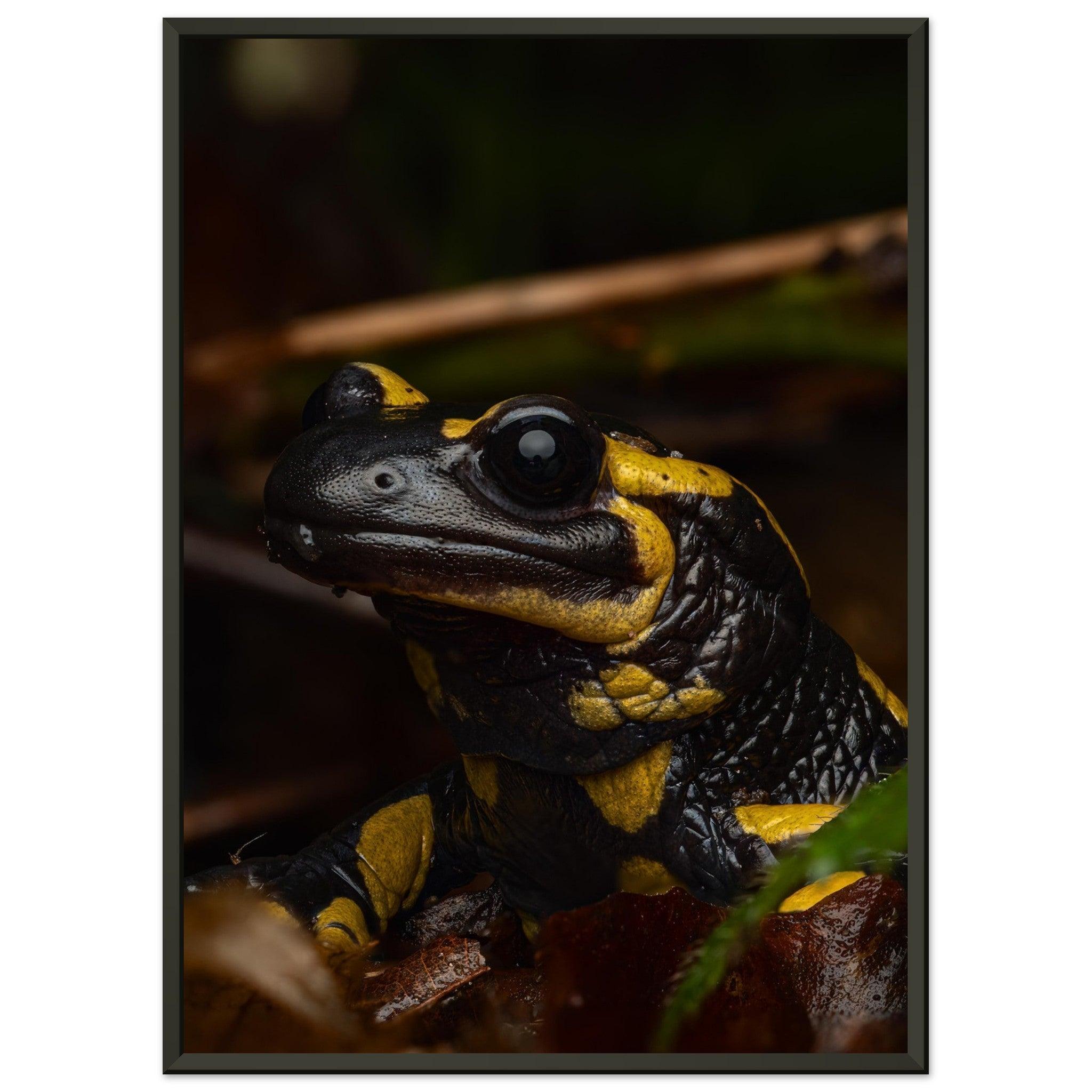 Feuersalamander - Printree.ch Auge, Blume, Farbe, farbig, Fauna, Fliege, Frühling, grün, im Freien, Insekt, Käfer, Makro, Martin_Reichenbach, Nahaufnahme, Natur, natürlich, Pflanze, schön, Sommer, Tierwelt, Umwelt, wild