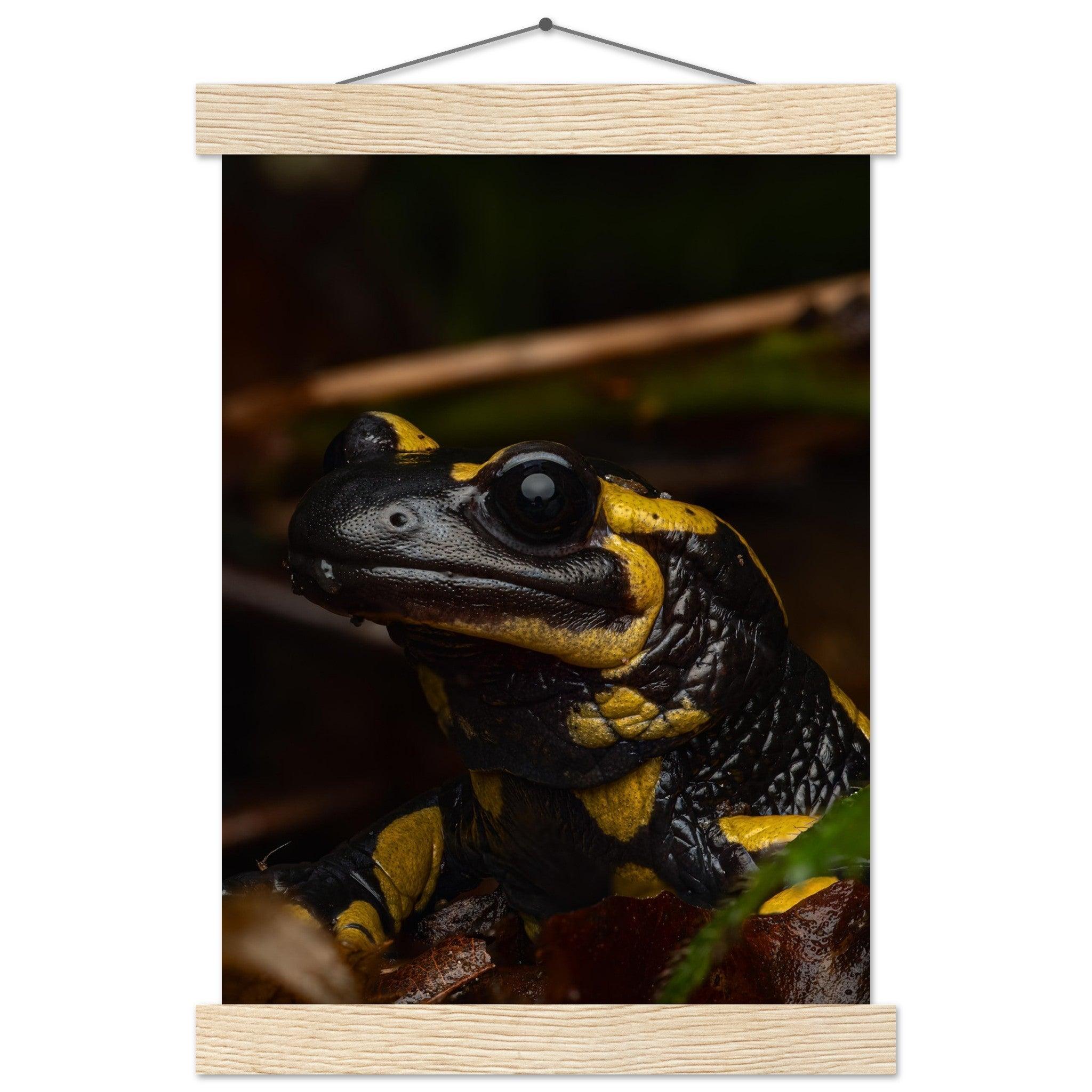 Feuersalamander - Printree.ch Auge, Blume, Farbe, farbig, Fauna, Fliege, Frühling, grün, im Freien, Insekt, Käfer, Makro, Martin_Reichenbach, Nahaufnahme, Natur, natürlich, Pflanze, schön, Sommer, Tierwelt, Umwelt, wild