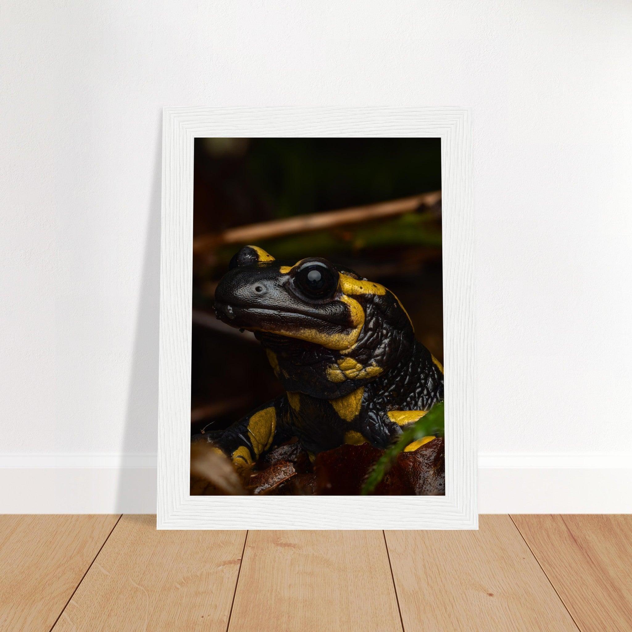 Feuersalamander - Printree.ch Auge, Blume, Farbe, farbig, Fauna, Fliege, Frühling, grün, im Freien, Insekt, Käfer, Makro, Martin_Reichenbach, Nahaufnahme, Natur, natürlich, Pflanze, schön, Sommer, Tierwelt, Umwelt, wild