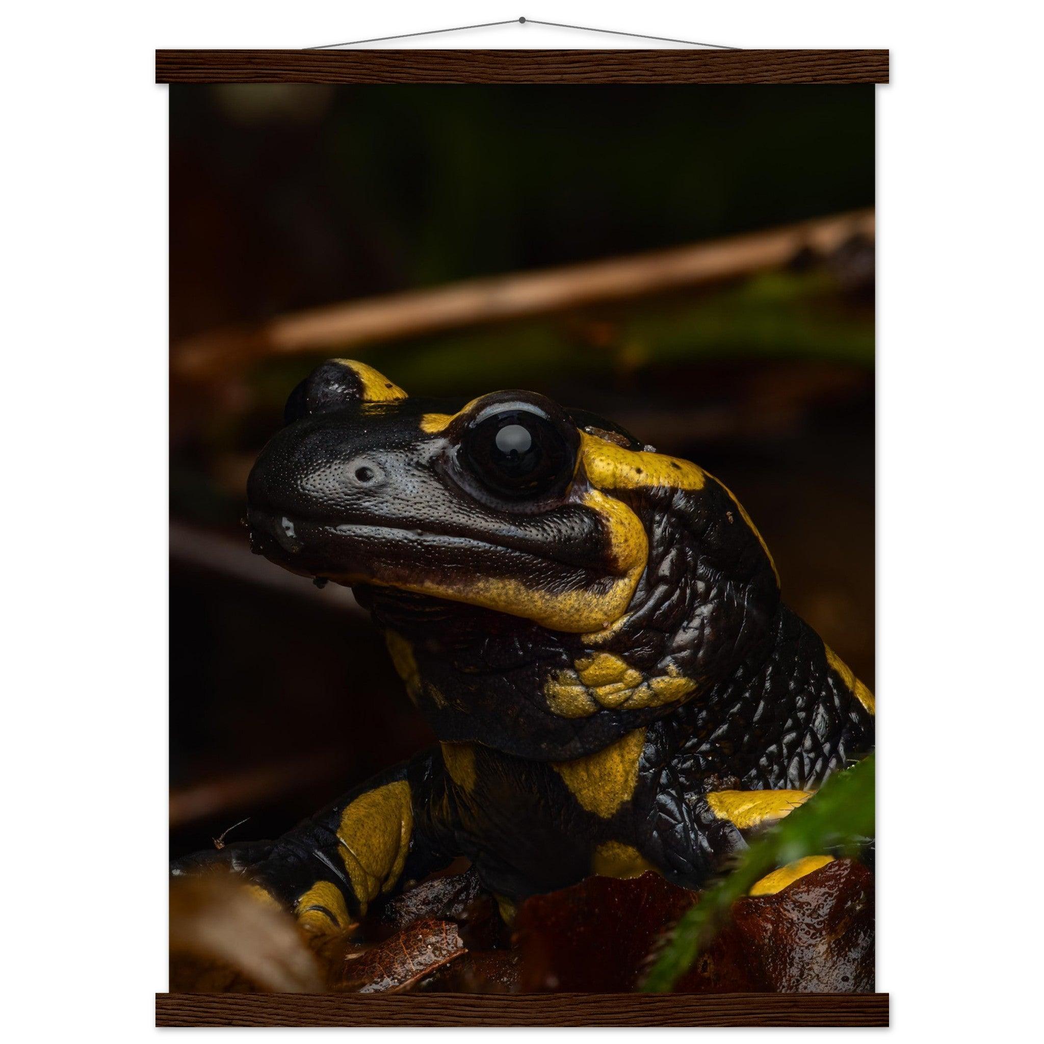 Feuersalamander - Printree.ch Auge, Blume, Farbe, farbig, Fauna, Fliege, Frühling, grün, im Freien, Insekt, Käfer, Makro, Martin_Reichenbach, Nahaufnahme, Natur, natürlich, Pflanze, schön, Sommer, Tierwelt, Umwelt, wild