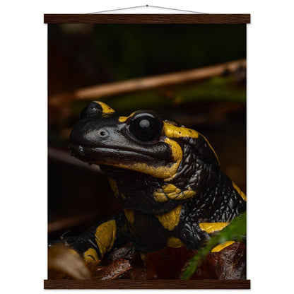 Feuersalamander - Printree.ch Auge, Blume, Farbe, farbig, Fauna, Fliege, Frühling, grün, im Freien, Insekt, Käfer, Makro, Martin_Reichenbach, Nahaufnahme, Natur, natürlich, Pflanze, schön, Sommer, Tierwelt, Umwelt, wild