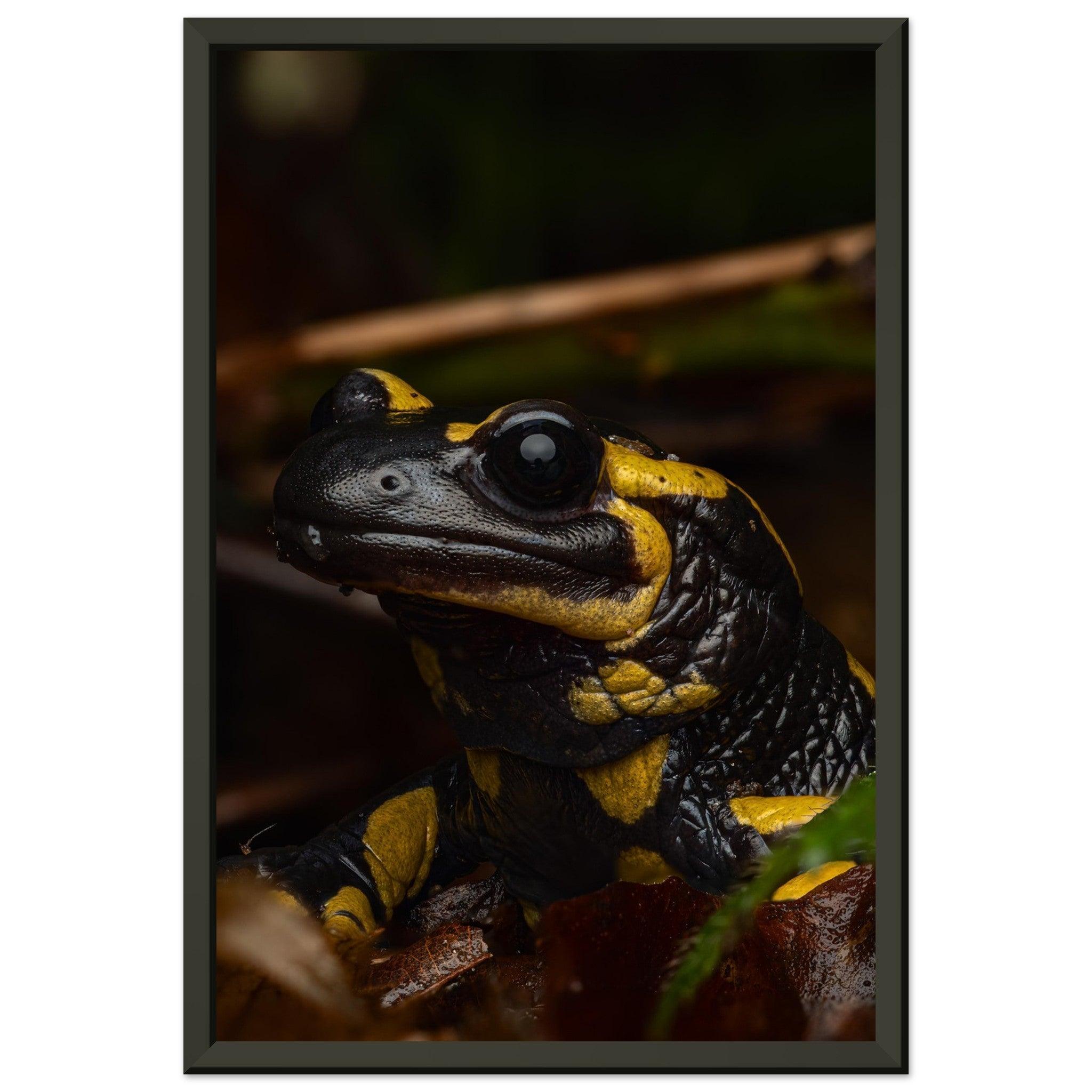 Feuersalamander - Printree.ch Auge, Blume, Farbe, farbig, Fauna, Fliege, Frühling, grün, im Freien, Insekt, Käfer, Makro, Martin_Reichenbach, Nahaufnahme, Natur, natürlich, Pflanze, schön, Sommer, Tierwelt, Umwelt, wild