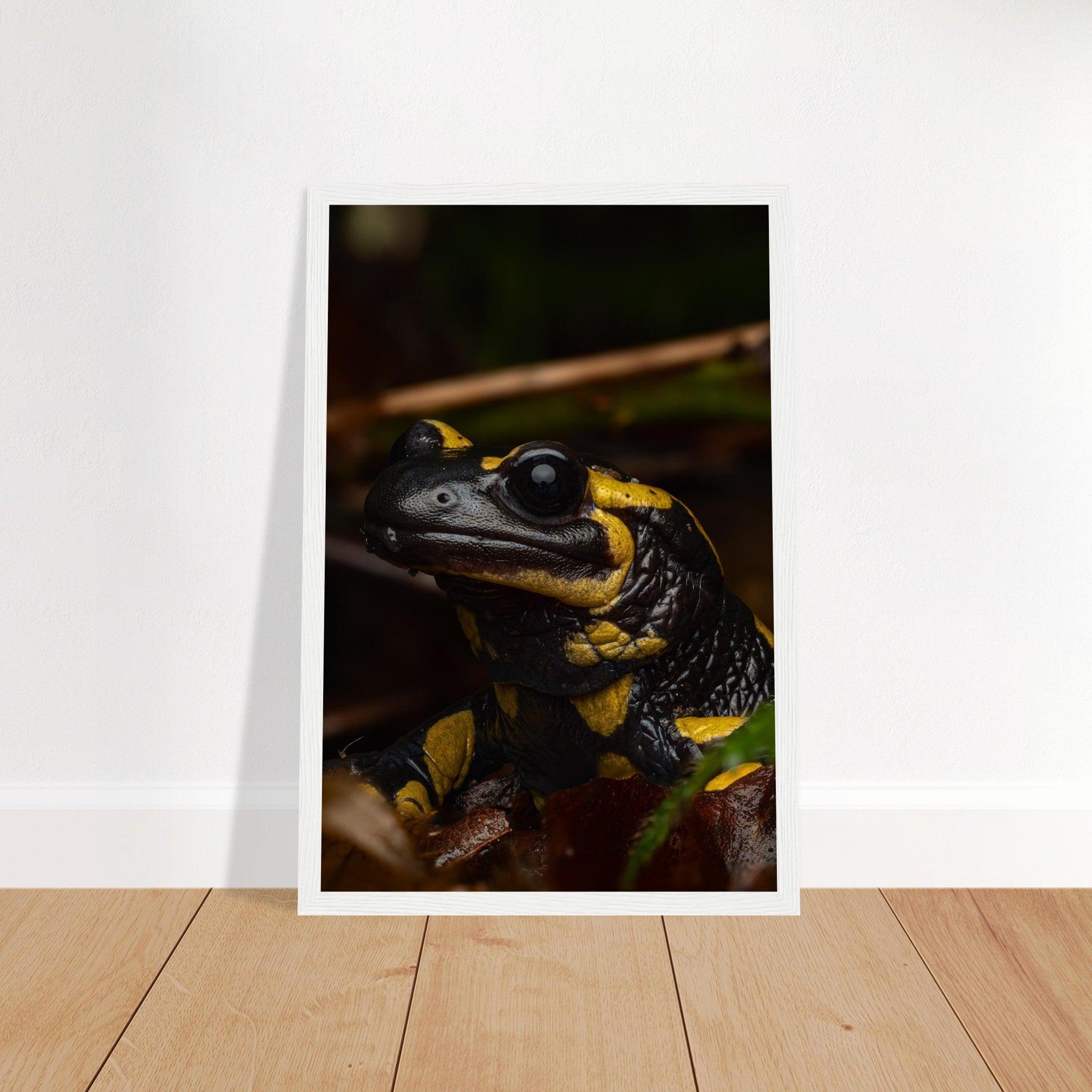 Feuersalamander - Printree.ch Auge, Blume, Farbe, farbig, Fauna, Fliege, Frühling, grün, im Freien, Insekt, Käfer, Makro, Martin_Reichenbach, Nahaufnahme, Natur, natürlich, Pflanze, schön, Sommer, Tierwelt, Umwelt, wild