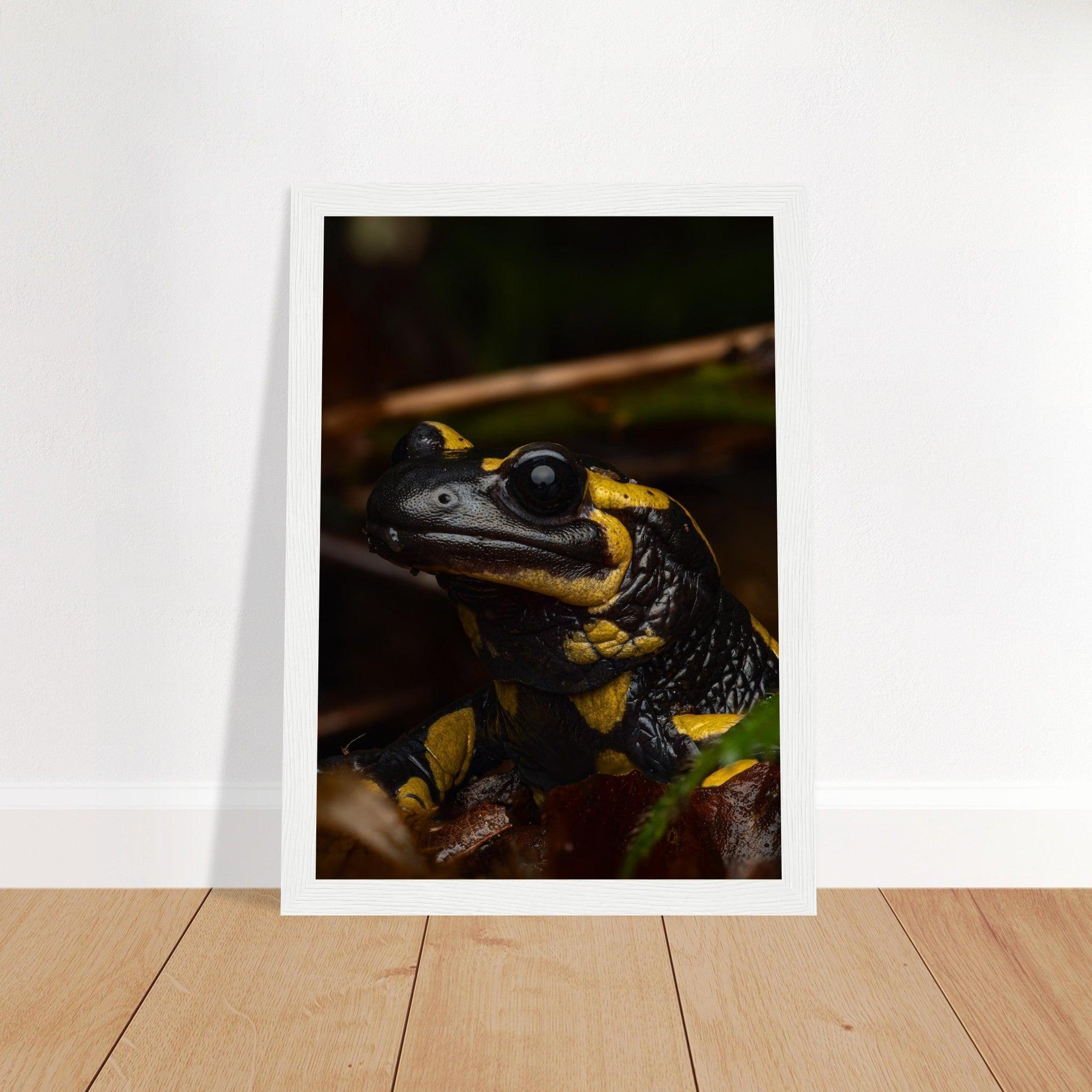 Feuersalamander - Printree.ch Auge, Blume, Farbe, farbig, Fauna, Fliege, Frühling, grün, im Freien, Insekt, Käfer, Makro, Martin_Reichenbach, Nahaufnahme, Natur, natürlich, Pflanze, schön, Sommer, Tierwelt, Umwelt, wild