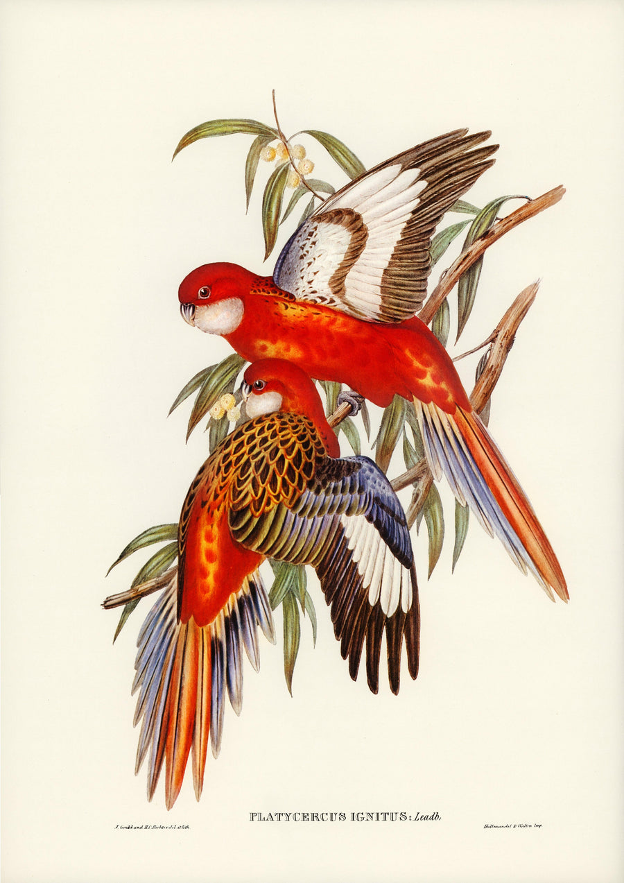 Feuersittich (platycercus ignitus) - Printree.ch farbenfroh, handgezeichnet, john gould, Ornithologie, Poster, Singvogel, vintage, Vogel