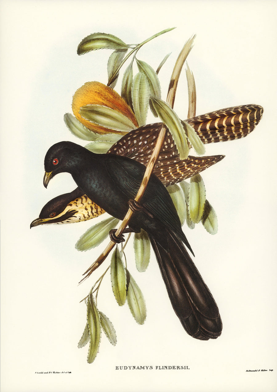 Flinders Kuckuck (Eudynamys Flindersii), illustriert von Elizabeth Gould (1804–1841) - Printree.ch farbenfroh, handgezeichnet, john gould, Ornithologie, Poster, Singvogel, vintage, Vogel