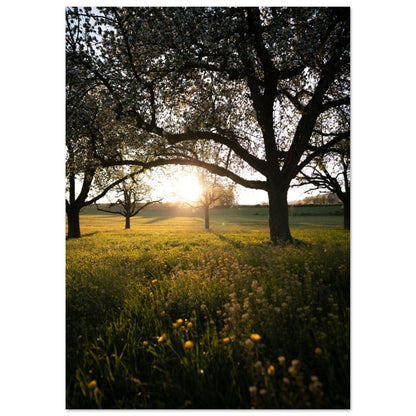 Frühlingsabend in Strohwilen - Printree.ch Natur, Unsplash