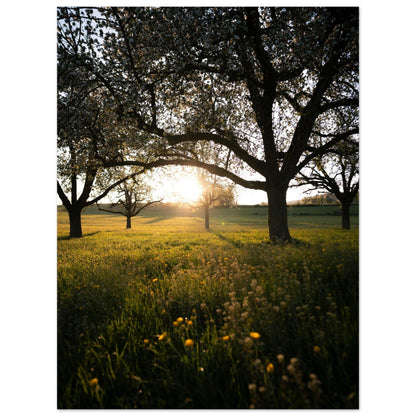 Frühlingsabend in Strohwilen - Printree.ch Natur, Unsplash