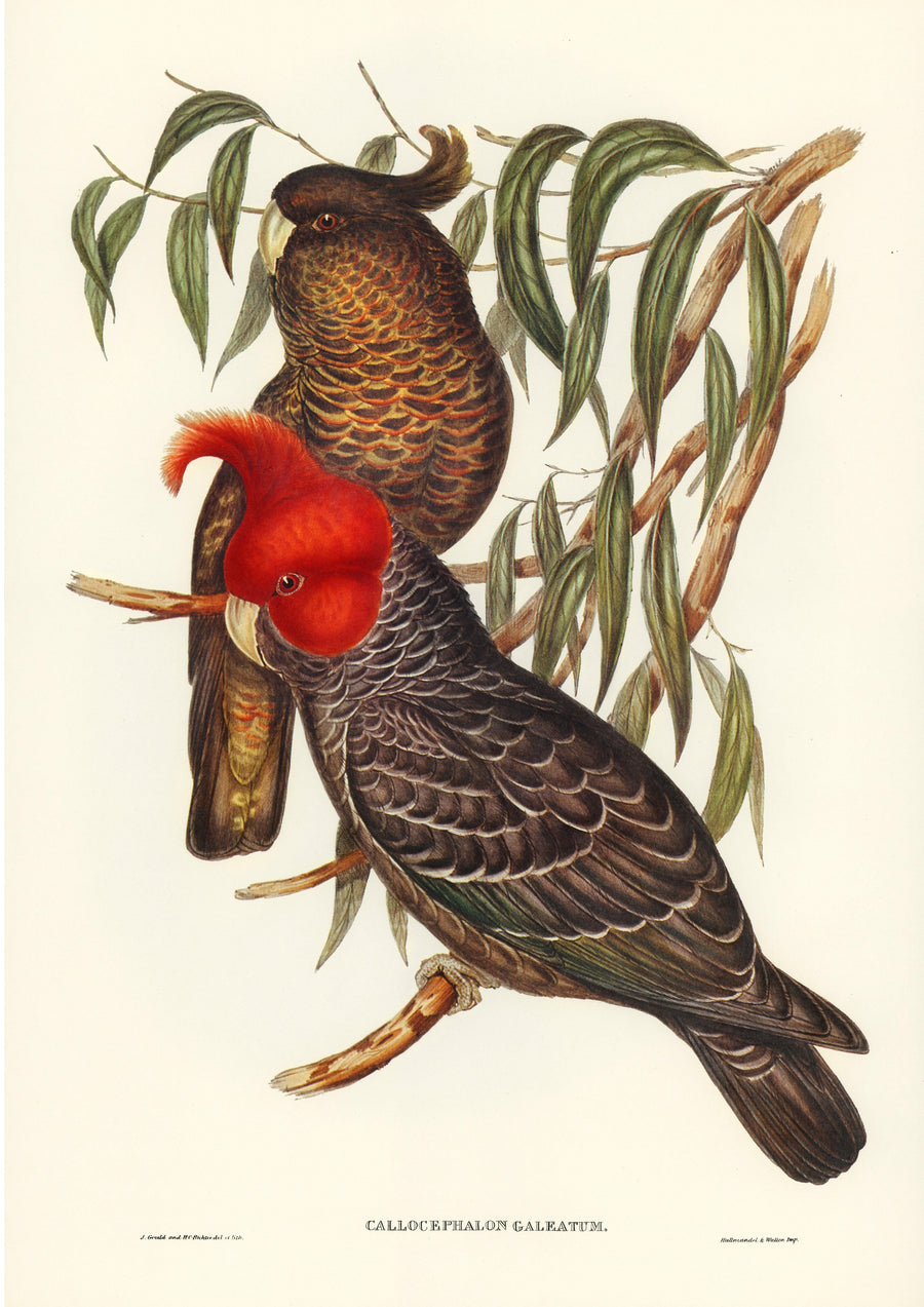 Gang Kakadu - Printree.ch farbenfroh, handgezeichnet, john gould, Ornithologie, Poster, Singvogel, vintage, Vogel