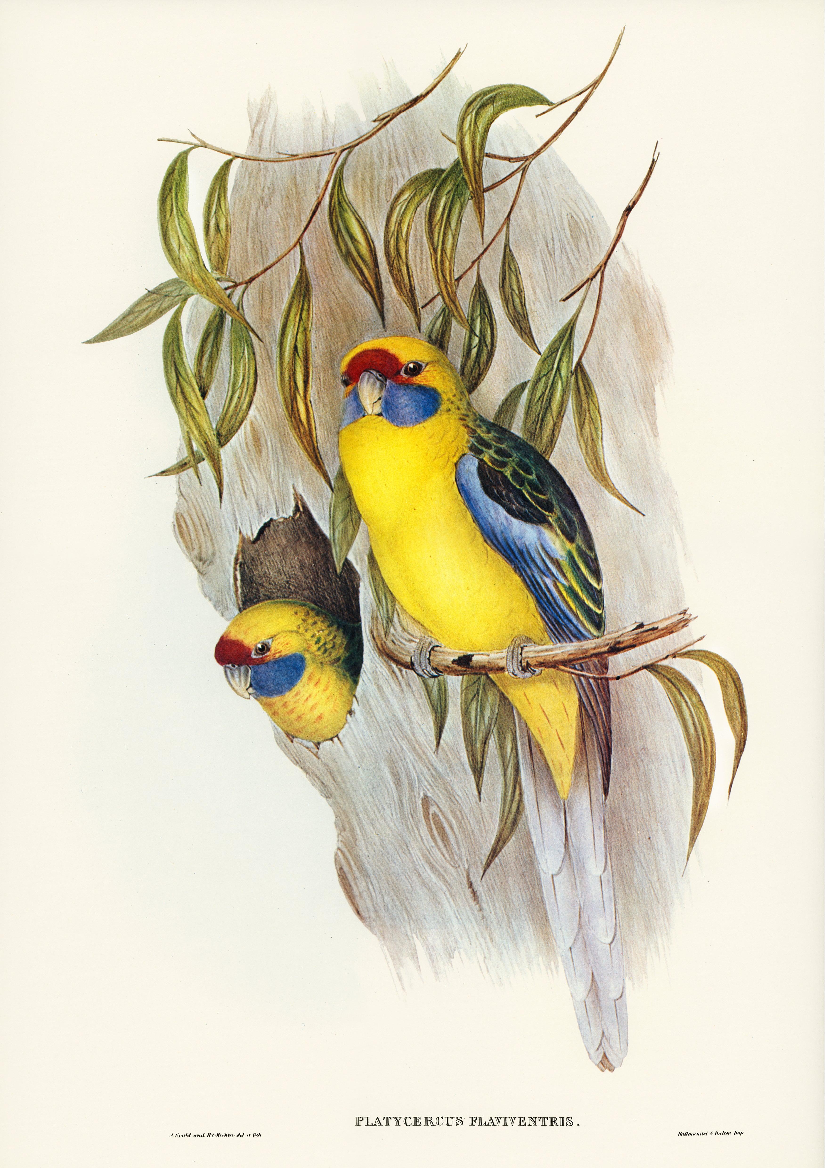 Gelbbauchsittich (platycercus flaviventris) - Printree.ch farbenfroh, handgezeichnet, john gould, Ornithologie, Poster, Singvogel, vintage, Vogel