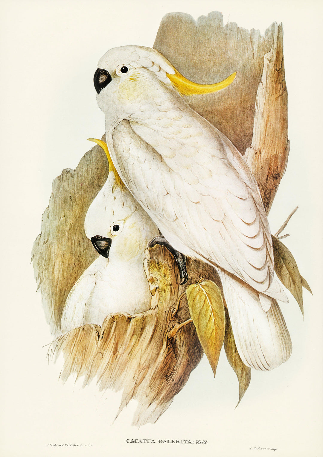 Gelbhaubenkakadu (Cacatua galerita) - Printree.ch farbenfroh, handgezeichnet, john gould, Ornithologie, Poster, Singvogel, vintage, Vogel