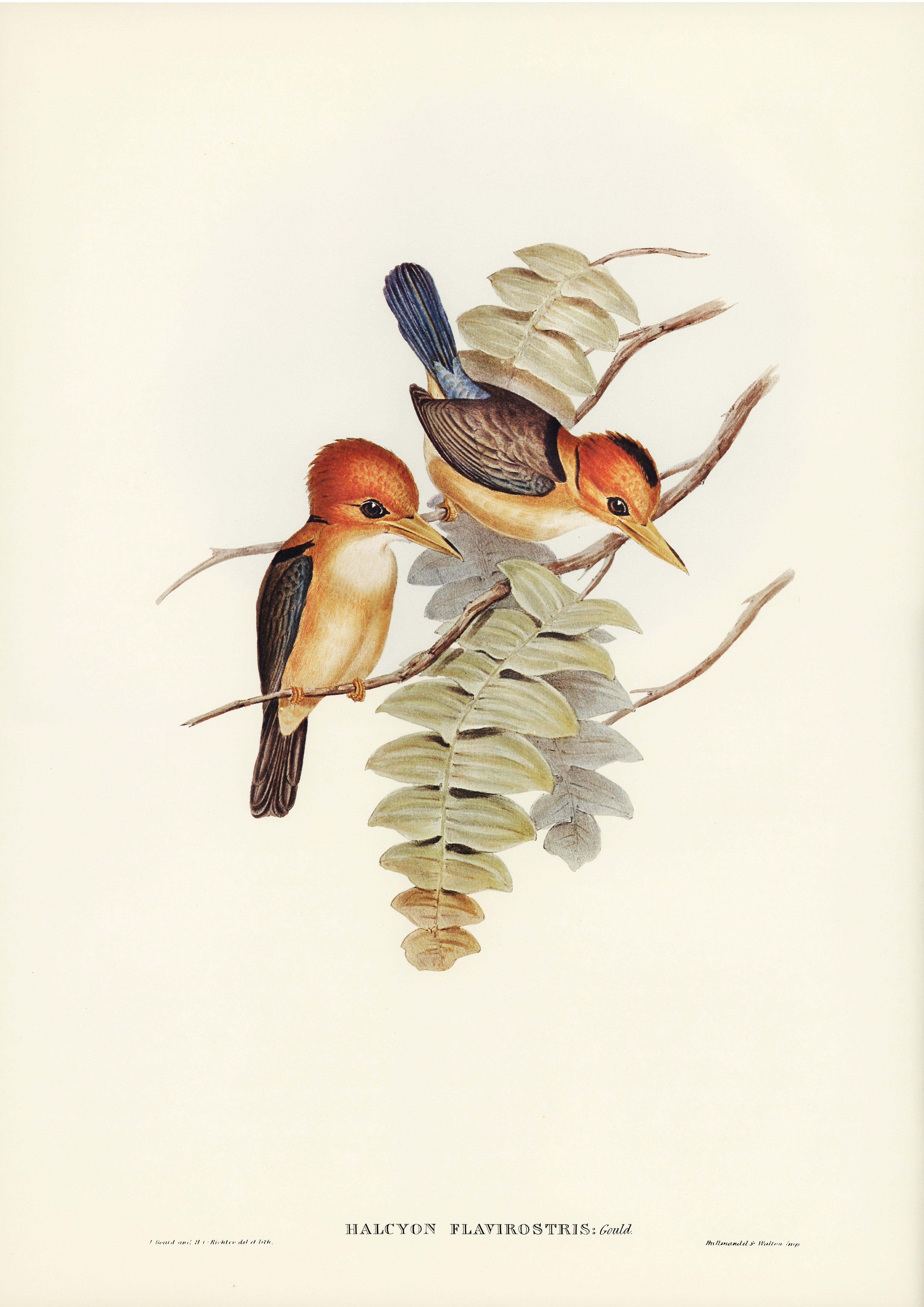 Gelbschnabelliest - Halcyon flavirostris - 1804-1841 _ John Gould _ Aesthetic Decor - Printree.ch farbenfroh, handgezeichnet, john gould, Ornithologie, Poster, Singvogel, vintage, Vogel