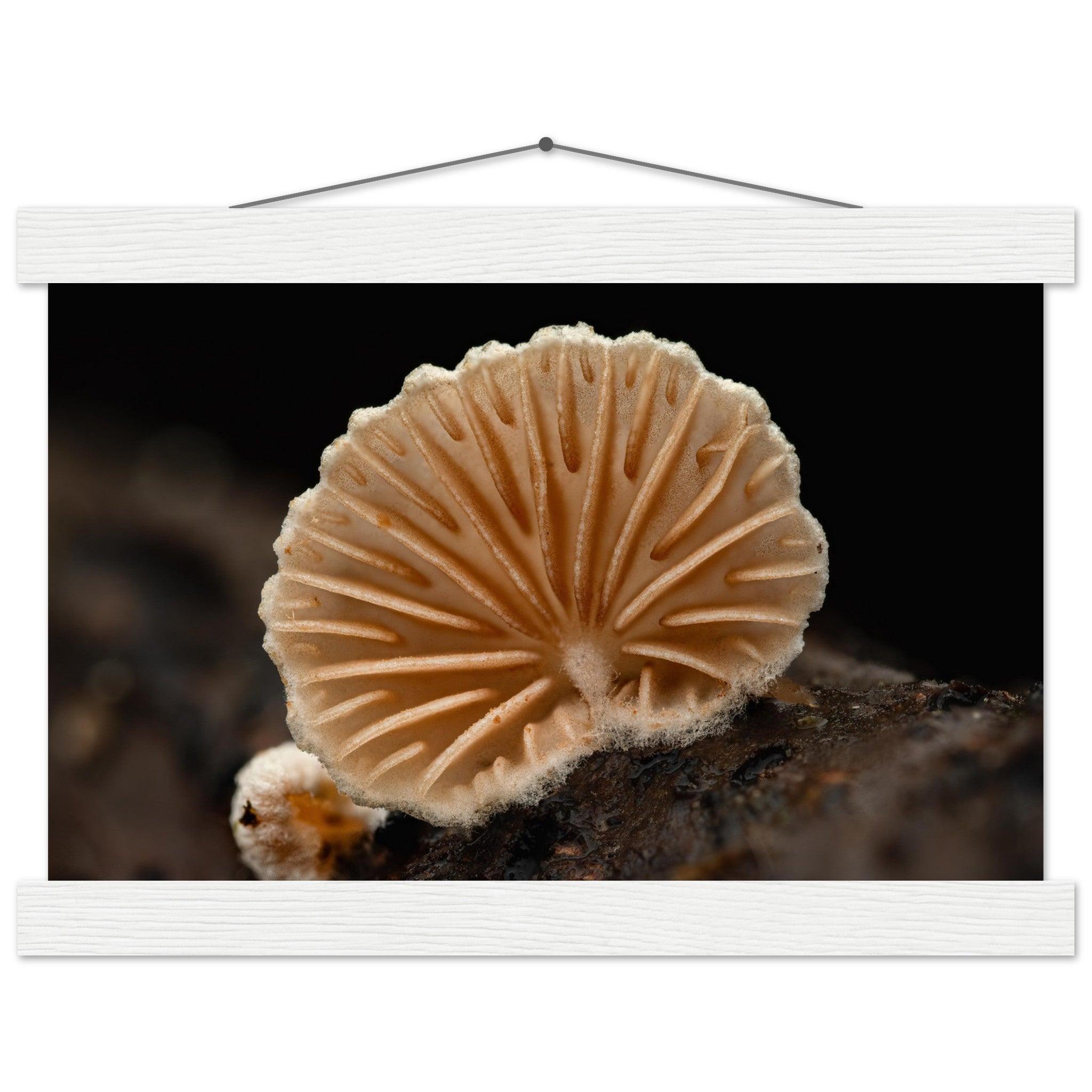 Geometrie der Natur: Pilz mit strahlenförmigen Lamellen - Printree.ch Foto, Fotografie, Makro, Makrofotografie, Martin_Reichenbach, Natur, pilz, wald, Waldgebiet