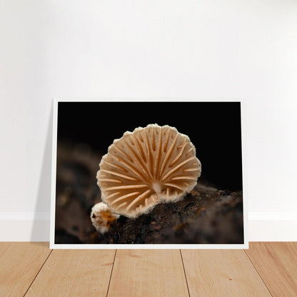 Geometrie der Natur: Pilz mit strahlenförmigen Lamellen - Printree.ch Foto, Fotografie, Makro, Makrofotografie, Martin_Reichenbach, Natur, pilz, wald, Waldgebiet