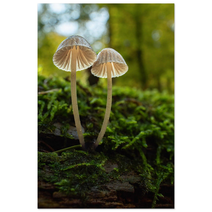 Geschwister: Pilze auf Waldboden - Printree.ch Foto, Fotografie, Makro, Makrofotografie, Martin_Reichenbach, Natur, pilz, wald, Waldgebiet