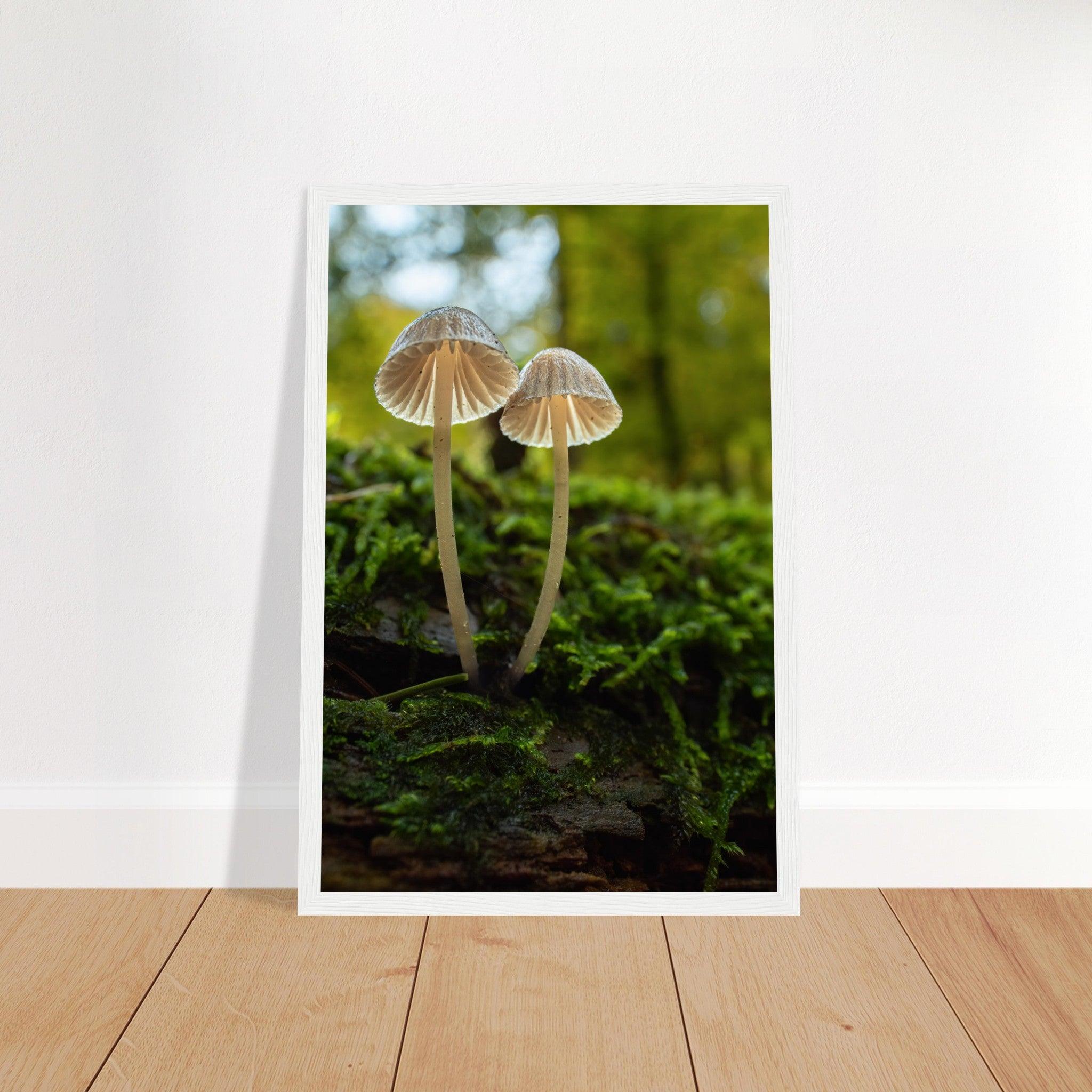 Geschwister: Pilze auf Waldboden - Printree.ch Foto, Fotografie, Makro, Makrofotografie, Martin_Reichenbach, Natur, pilz, wald, Waldgebiet