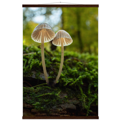 Geschwister: Pilze auf Waldboden - Printree.ch Foto, Fotografie, Makro, Makrofotografie, Martin_Reichenbach, Natur, pilz, wald, Waldgebiet